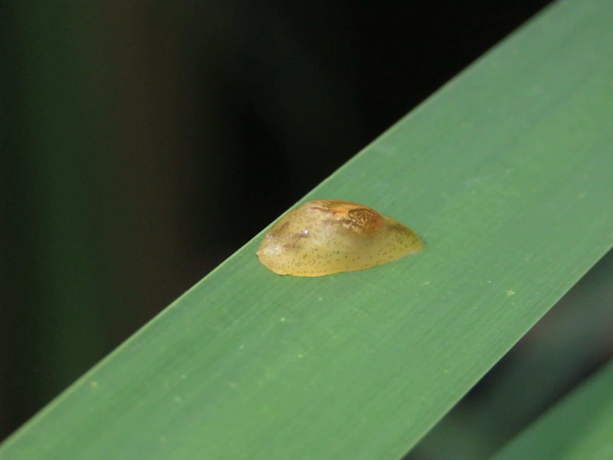 Omalonyx matheroni