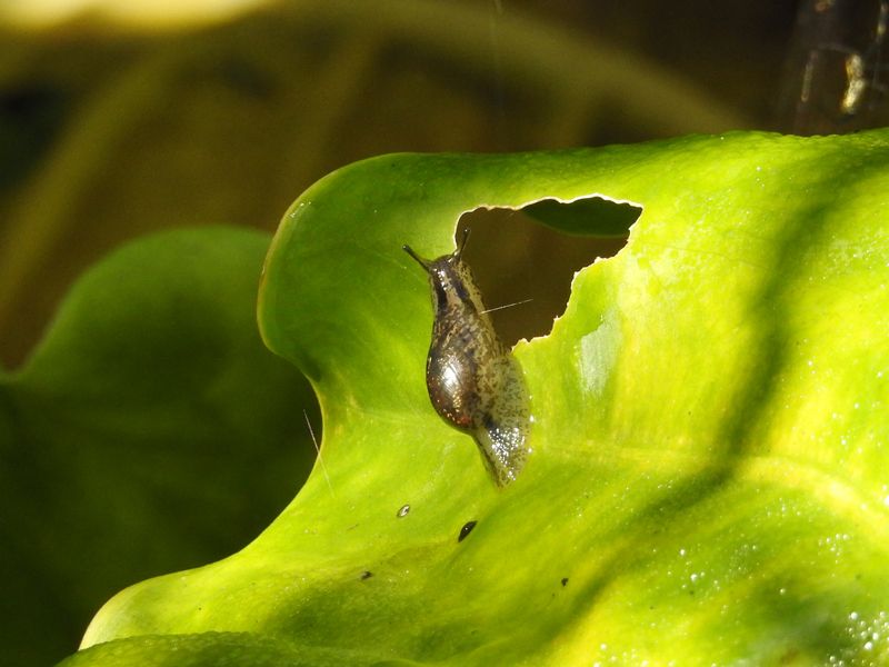 Omalonyx matheroni