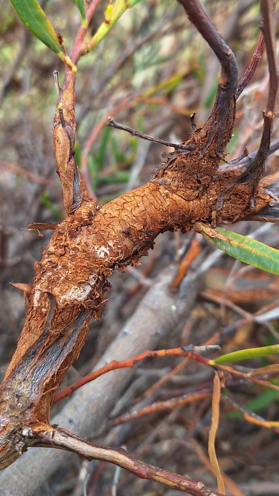 Uromycladium tepperianum