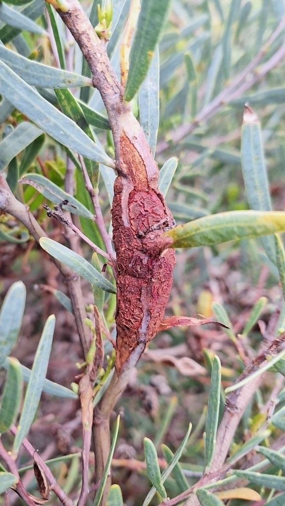 Uromycladium tepperianum