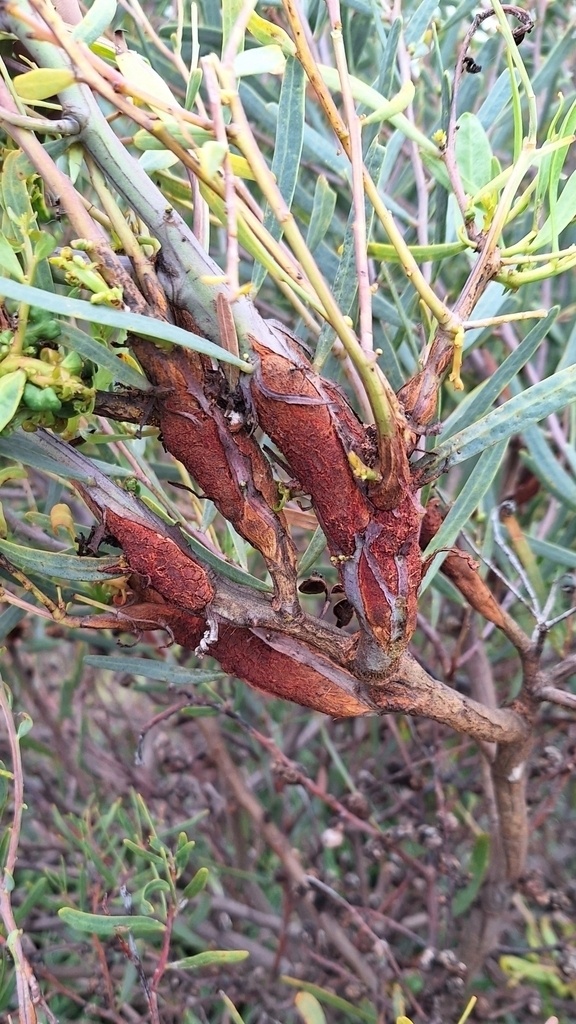 Uromycladium tepperianum