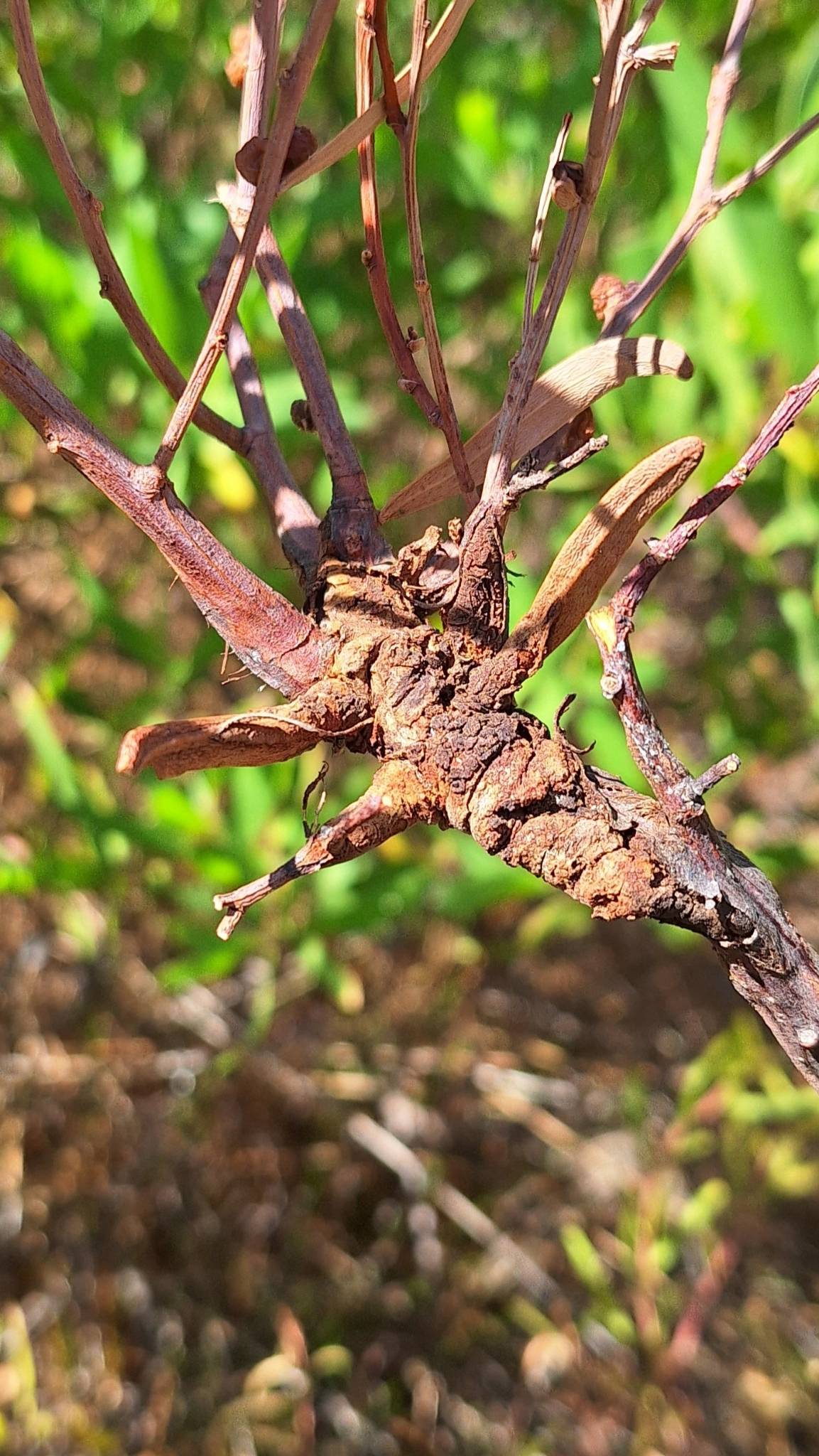 Uromycladium tepperianum