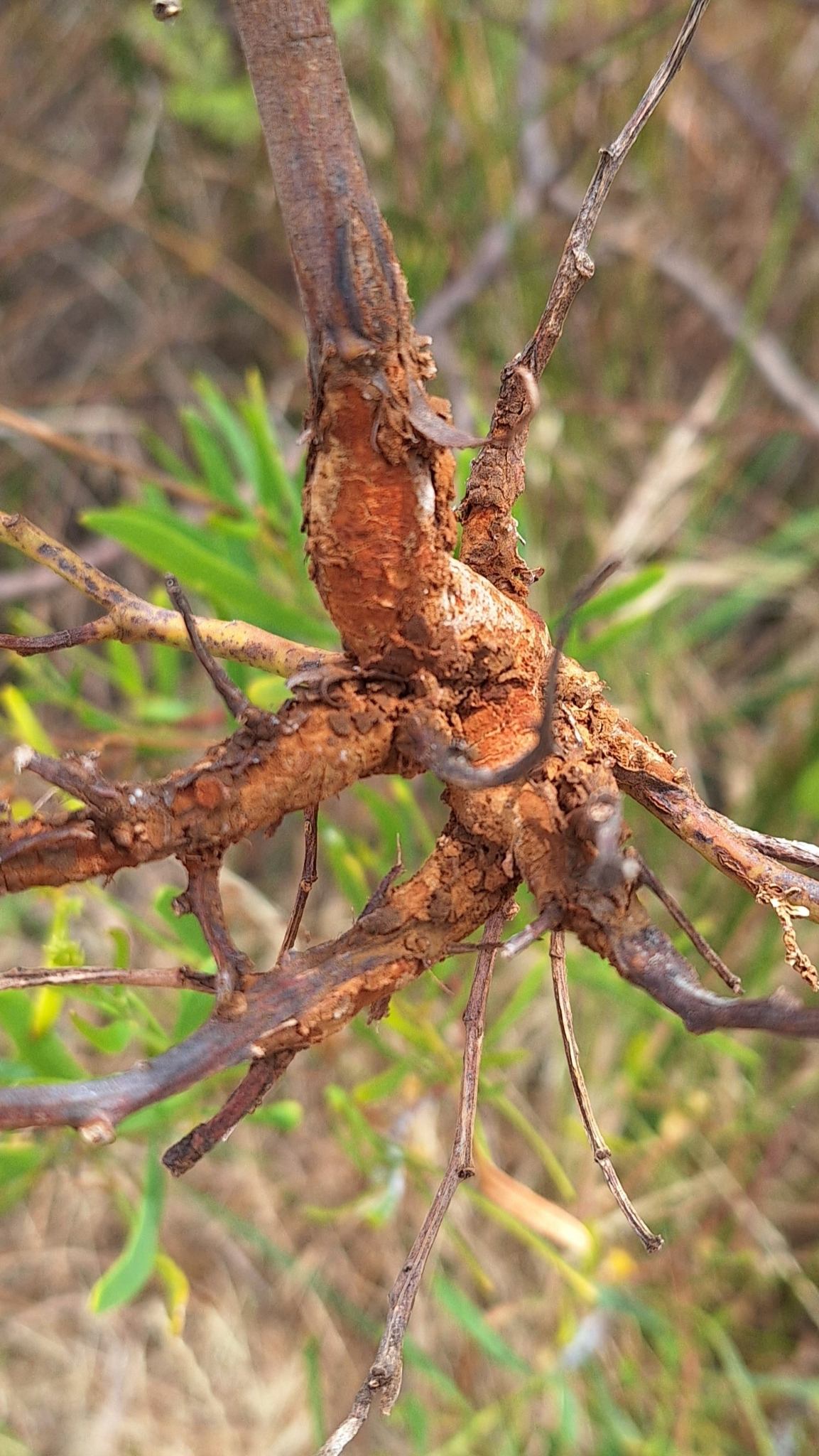 Uromycladium tepperianum