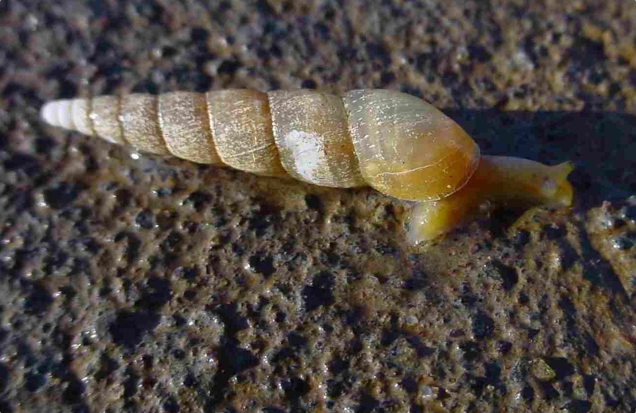 Striosubulina striatella