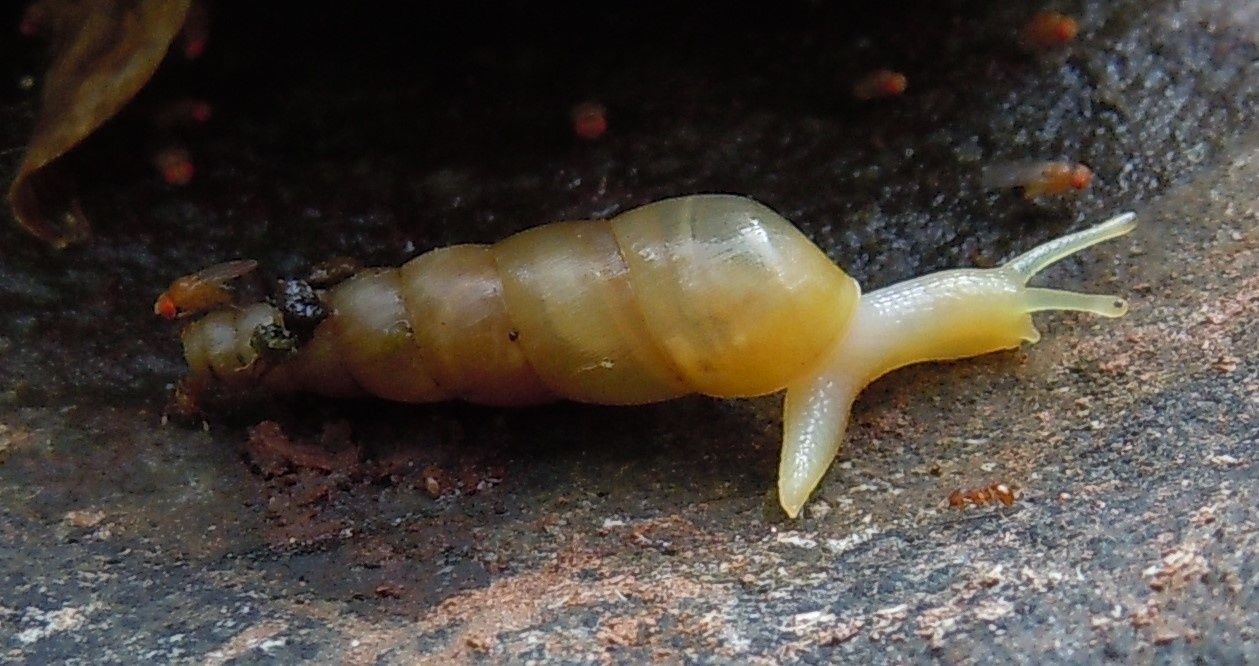 Striosubulina striatella