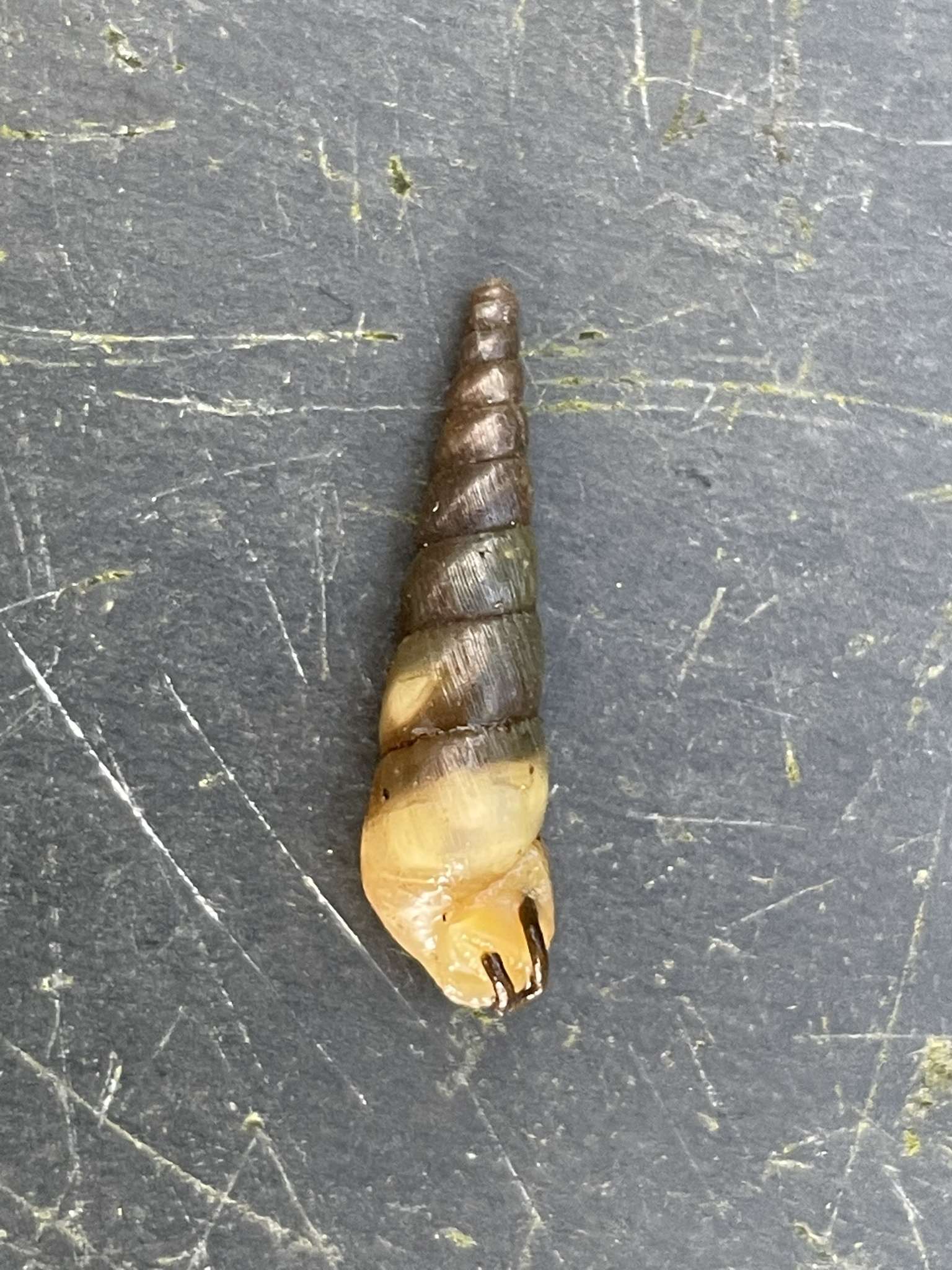 Striosubulina striatella