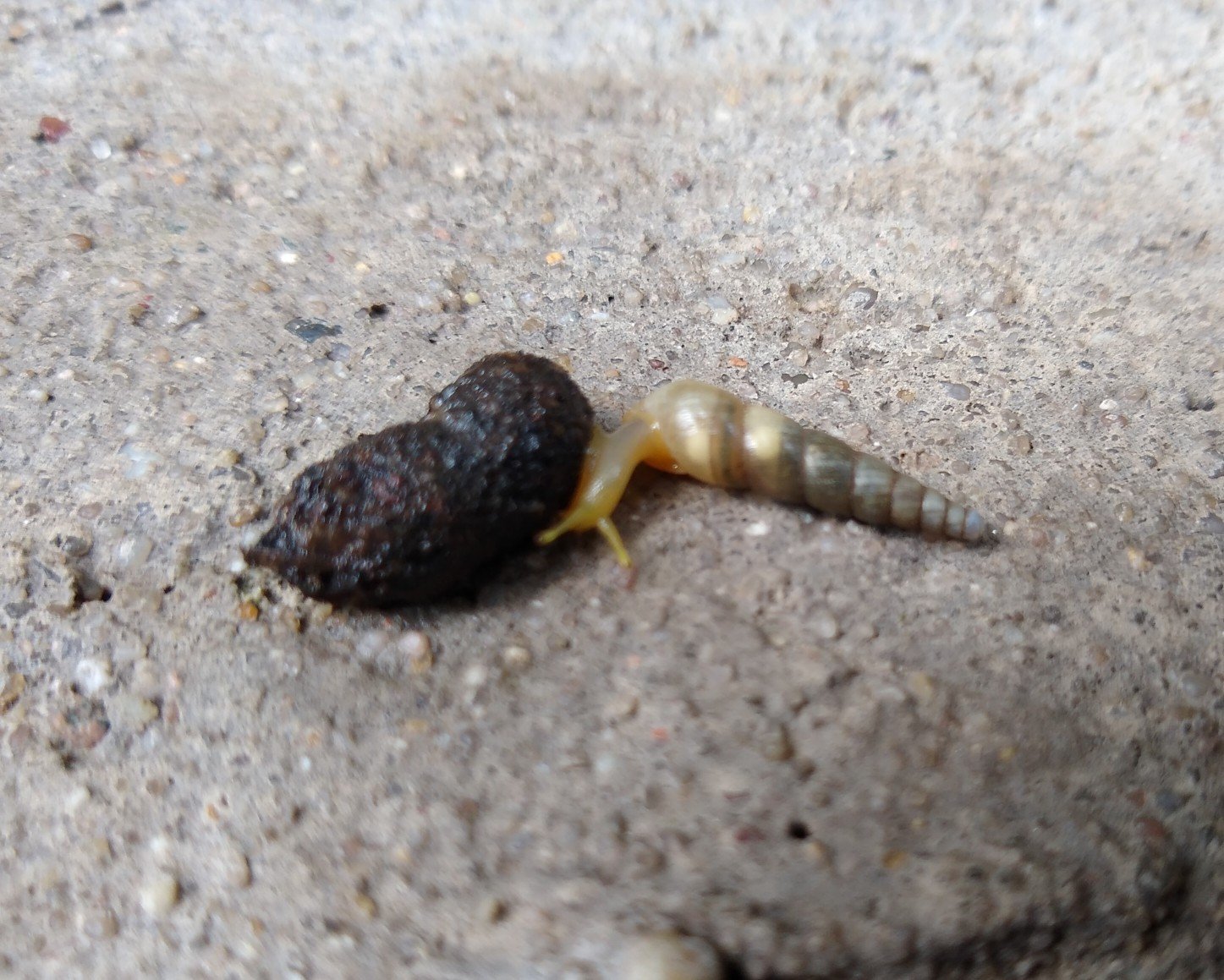 Striosubulina striatella