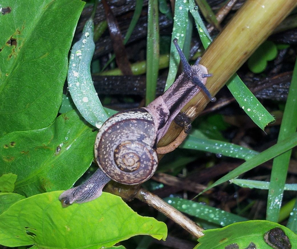 Ariophanta bistrialis