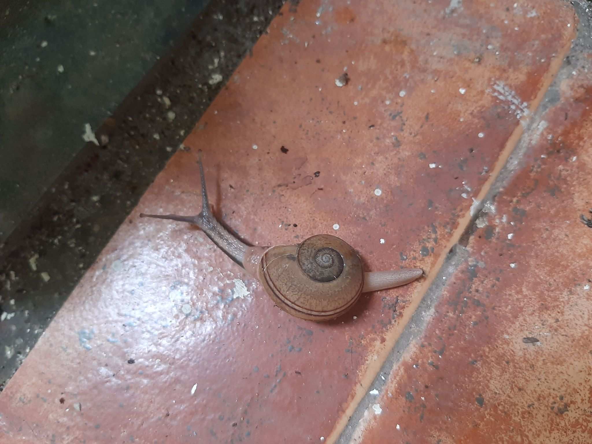 Ariophanta bistrialis