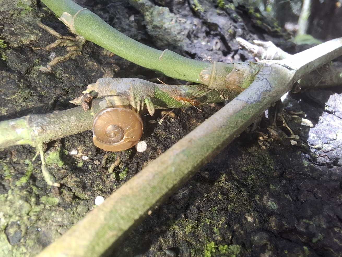 Ariophanta bistrialis