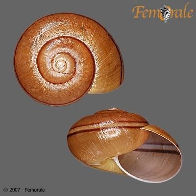 Ariophanta bistrialis
