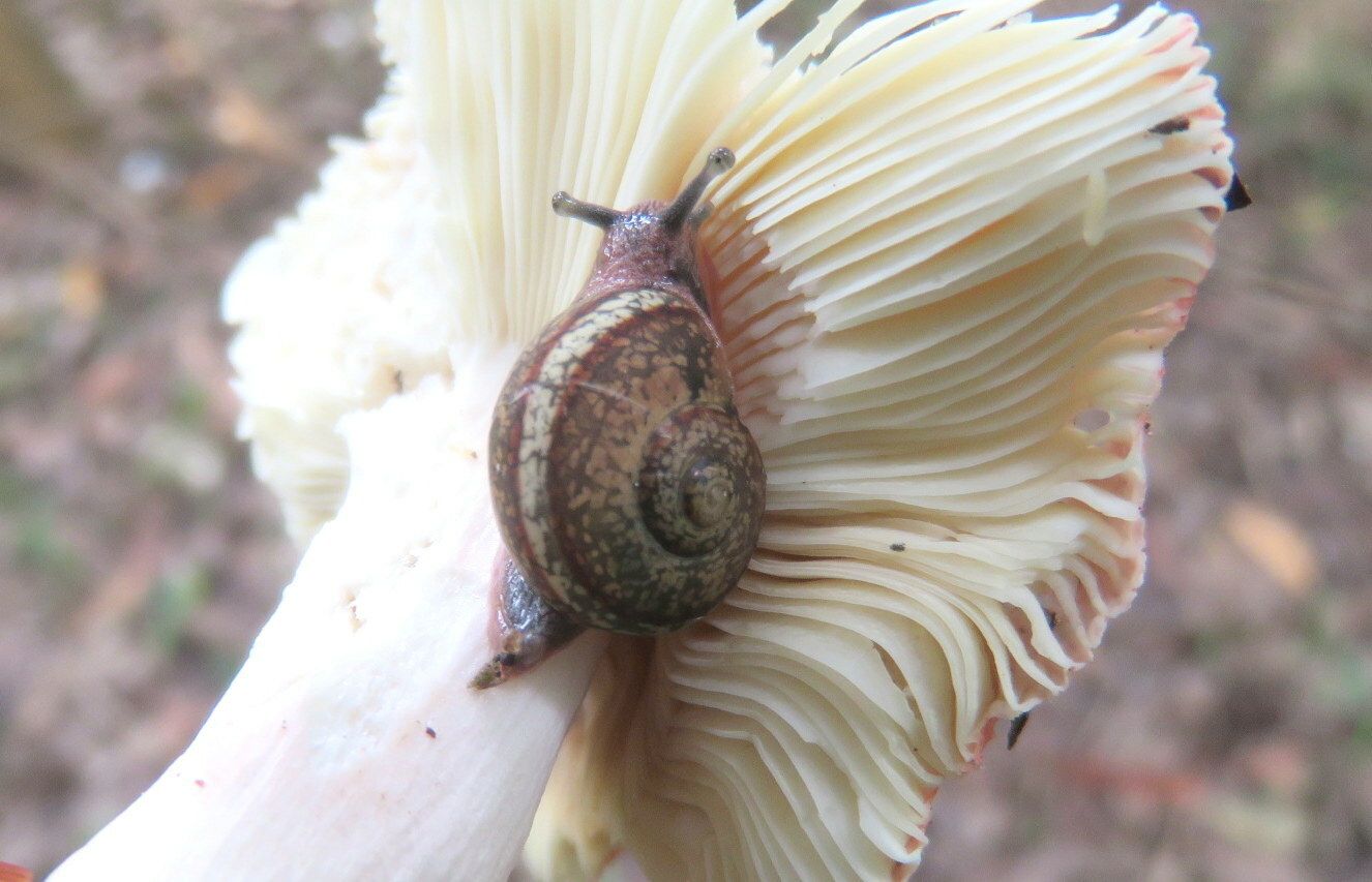 Ariophanta bistrialis