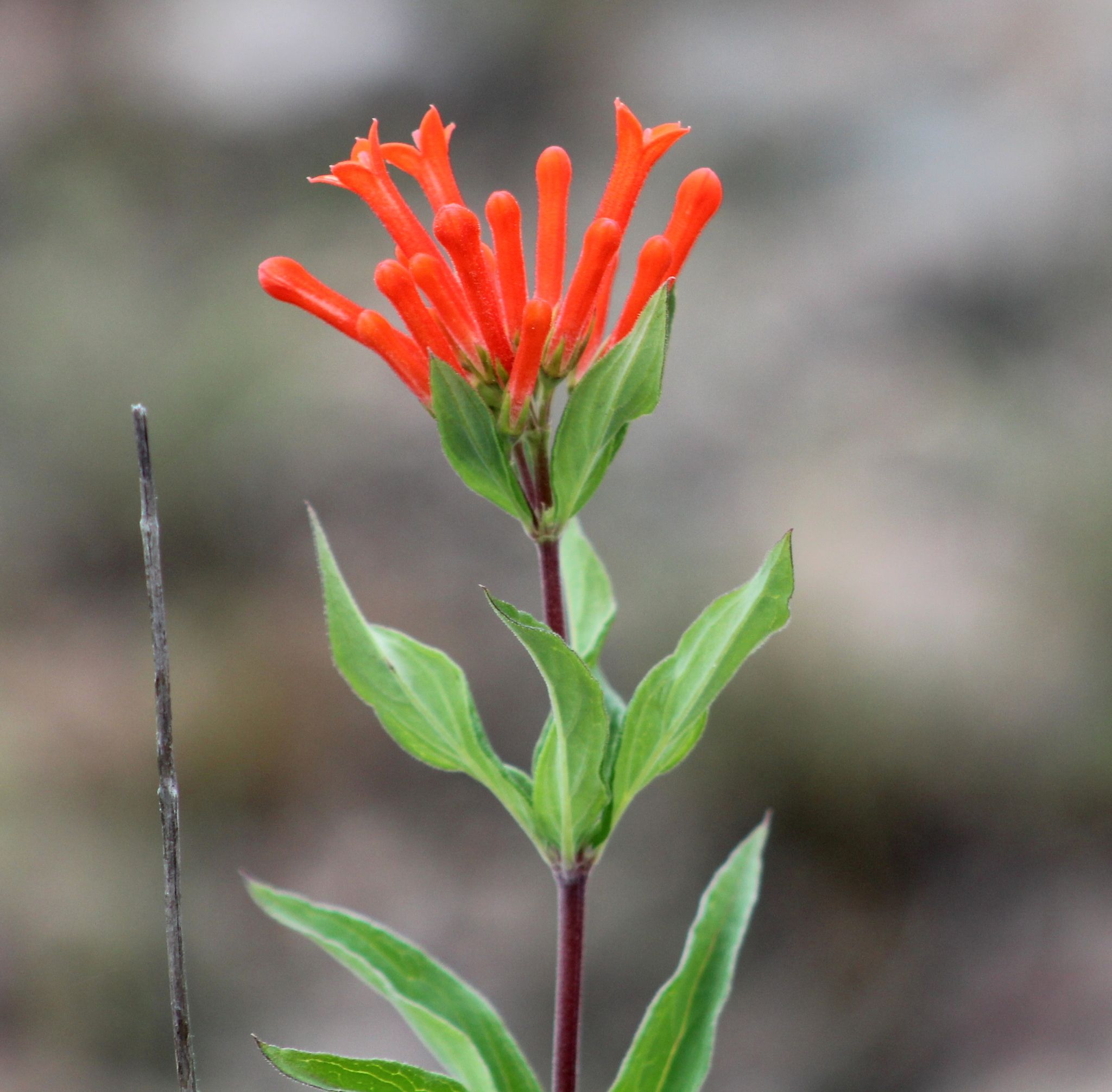 Bouvardia ternifolia