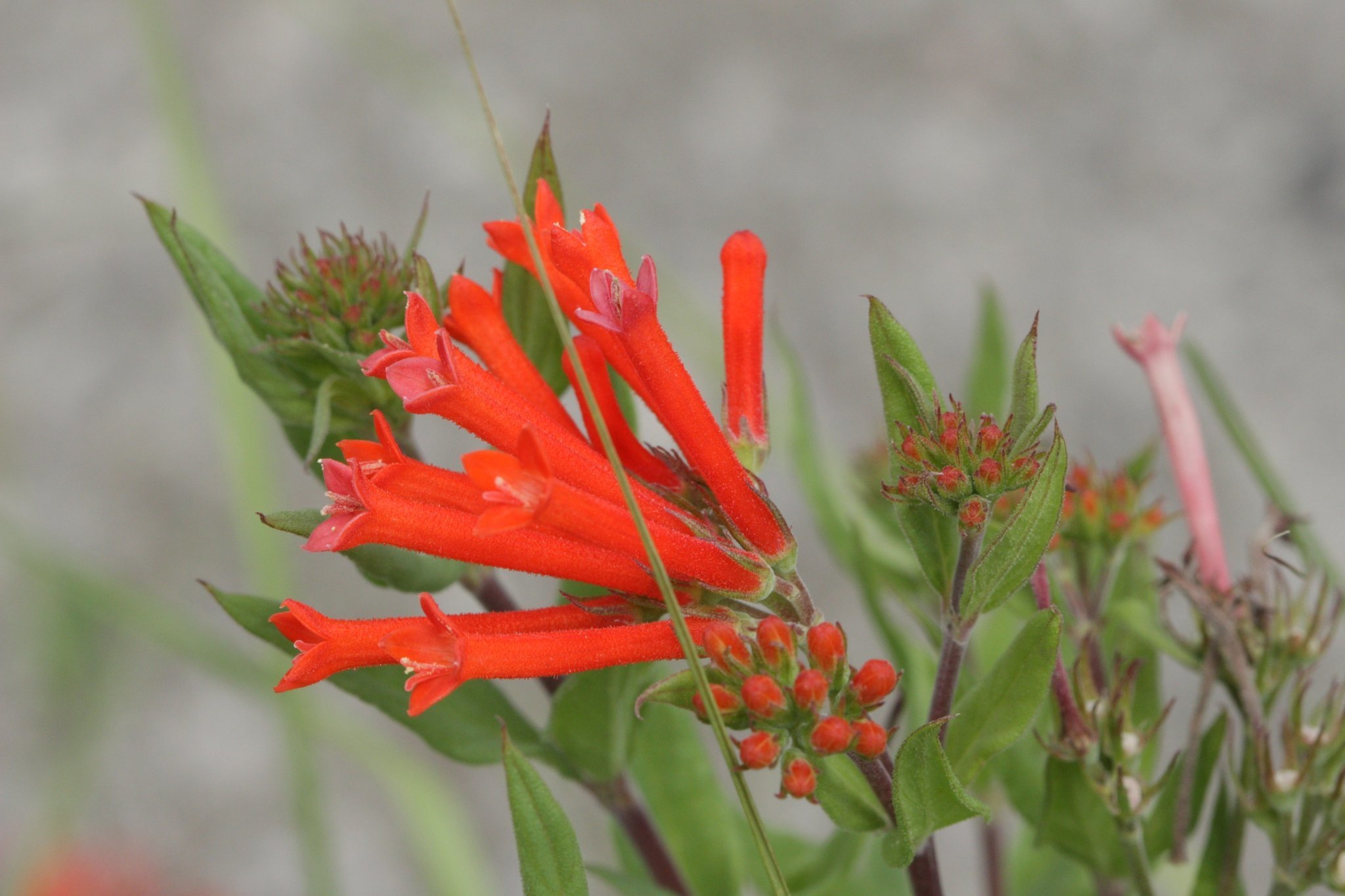Bouvardia ternifolia