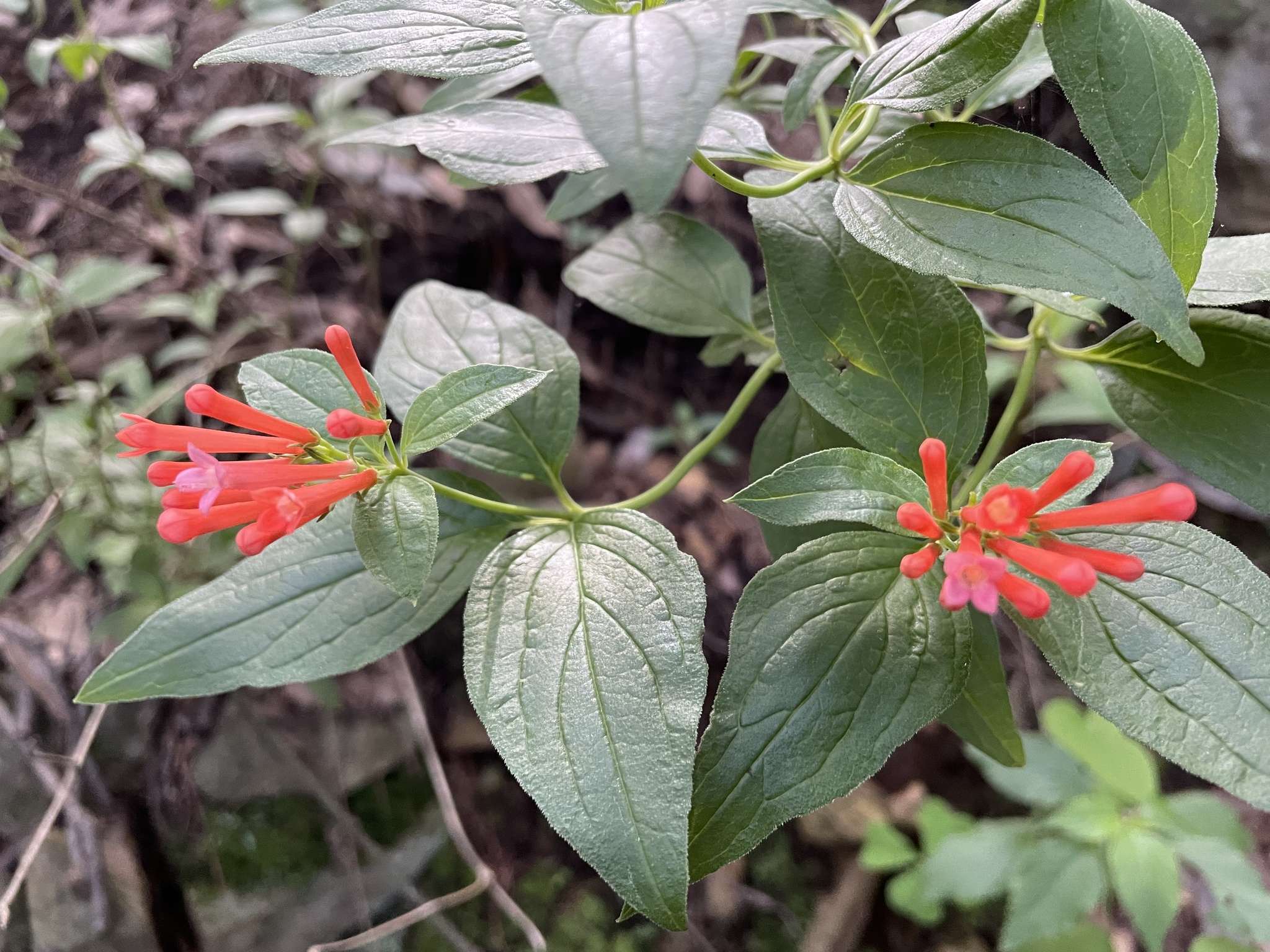 Bouvardia ternifolia