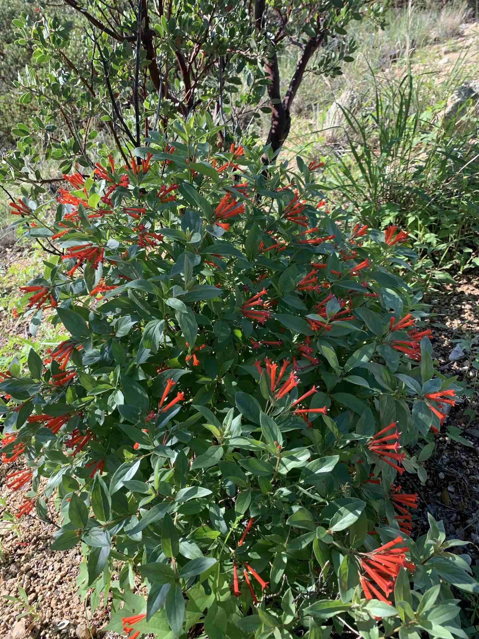 Bouvardia ternifolia