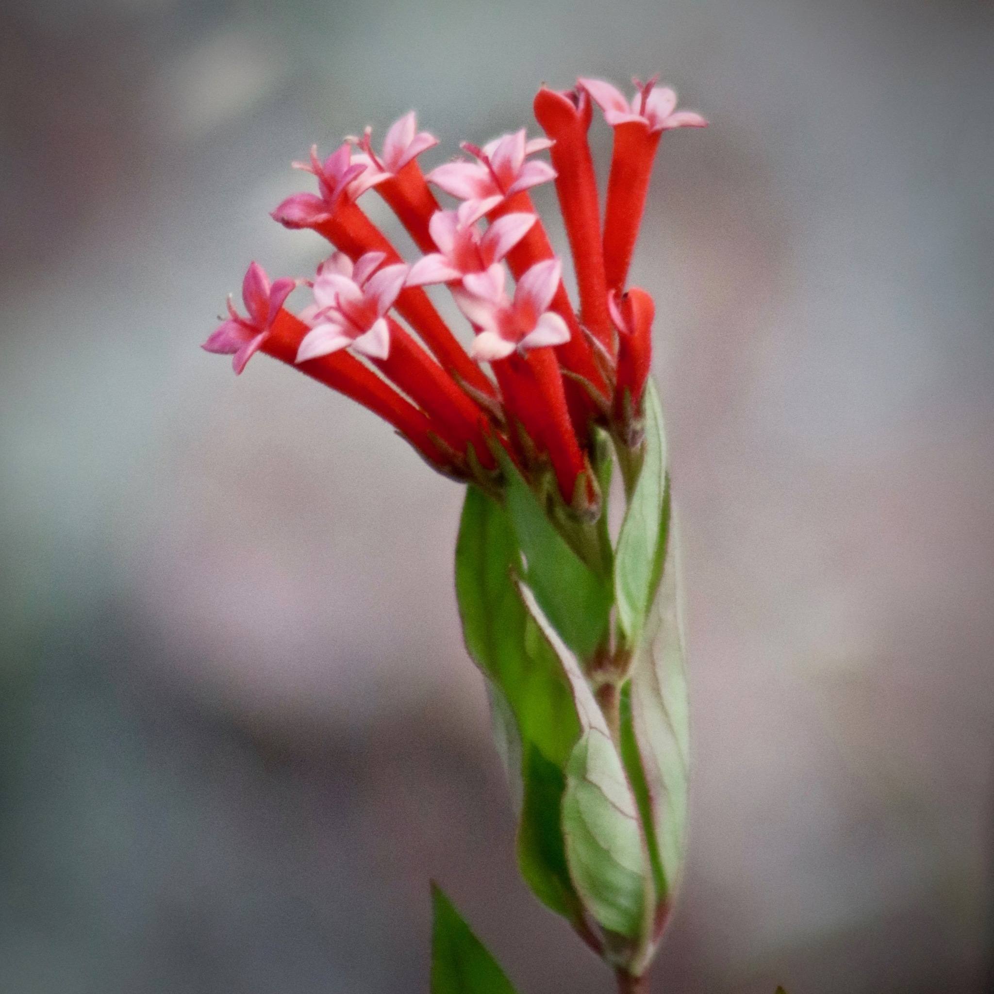 Bouvardia ternifolia