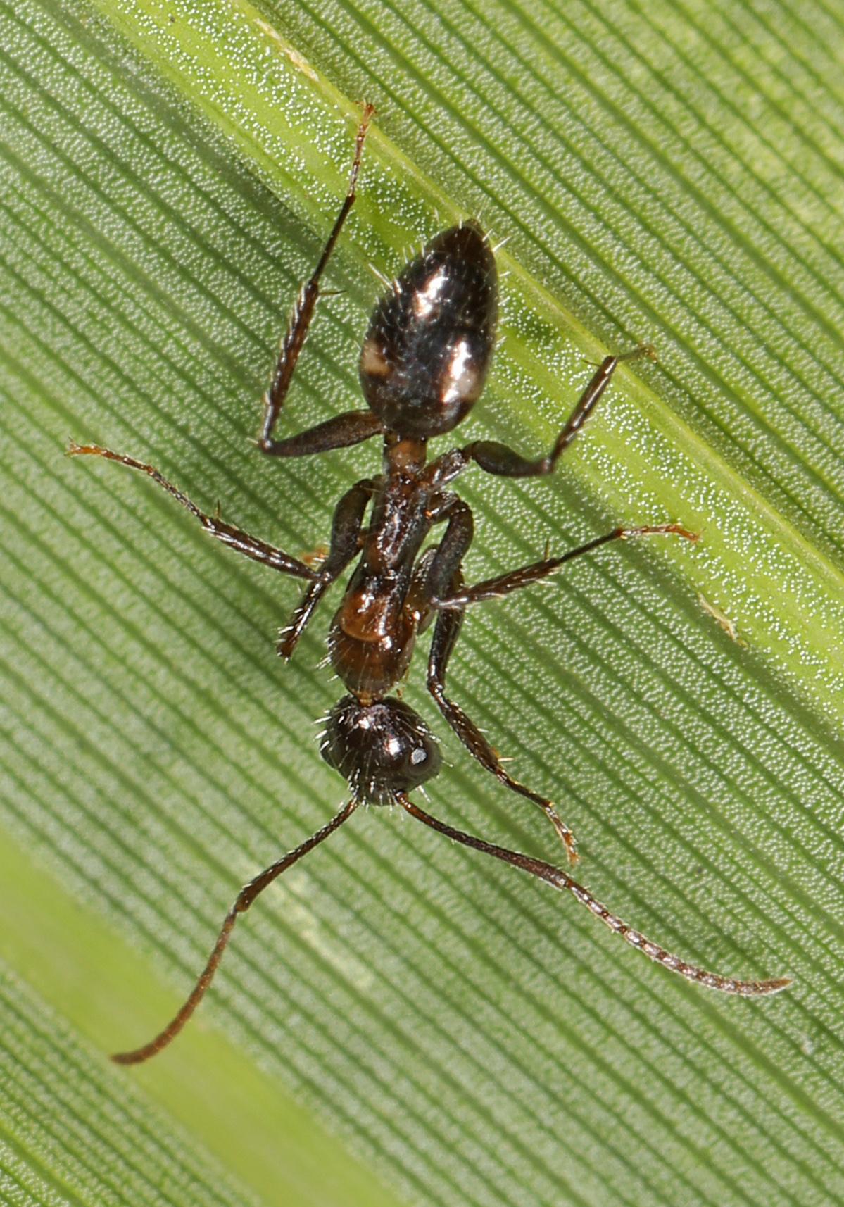 Camponotus sexguttatus