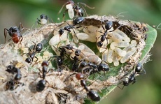 Camponotus sexguttatus