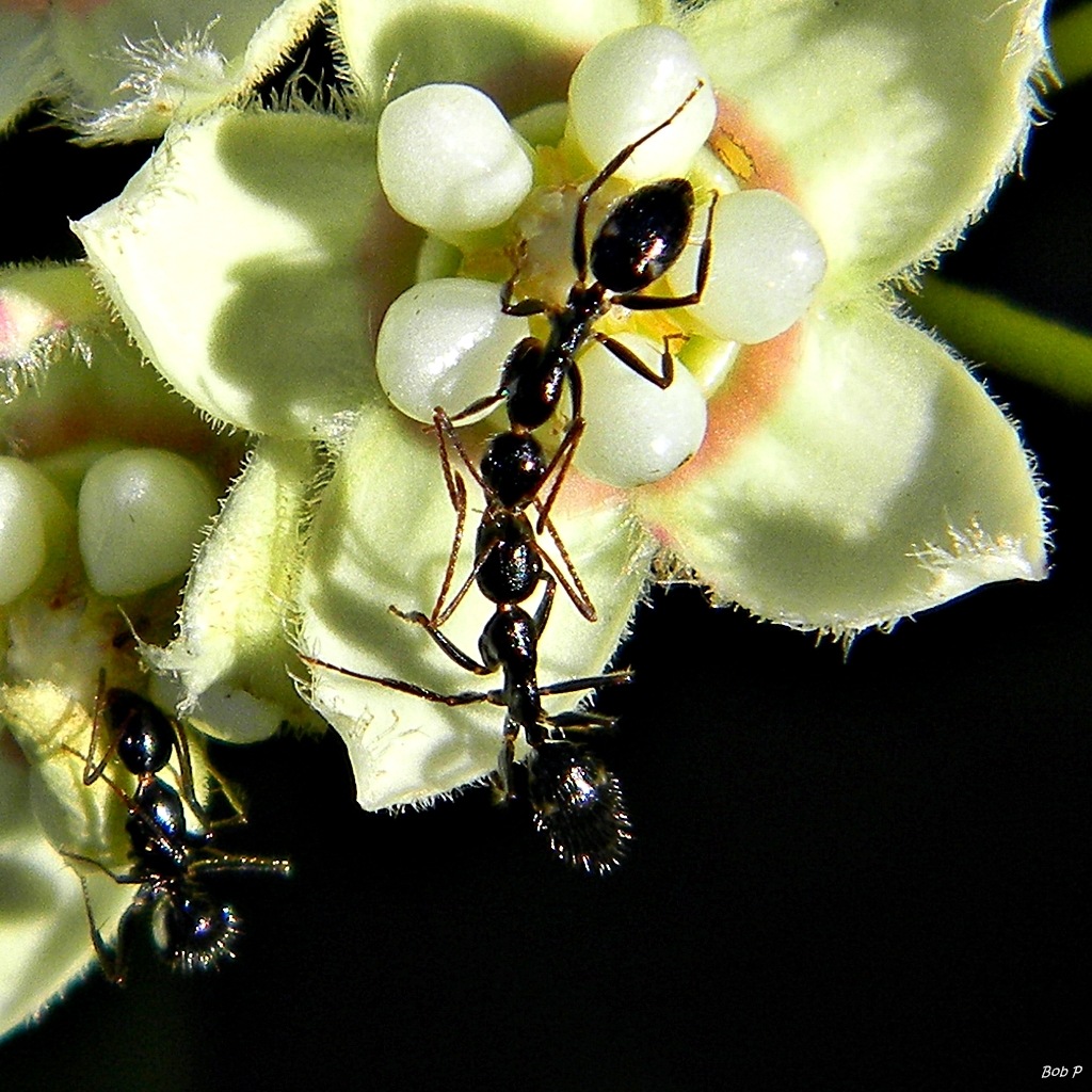 Camponotus sexguttatus