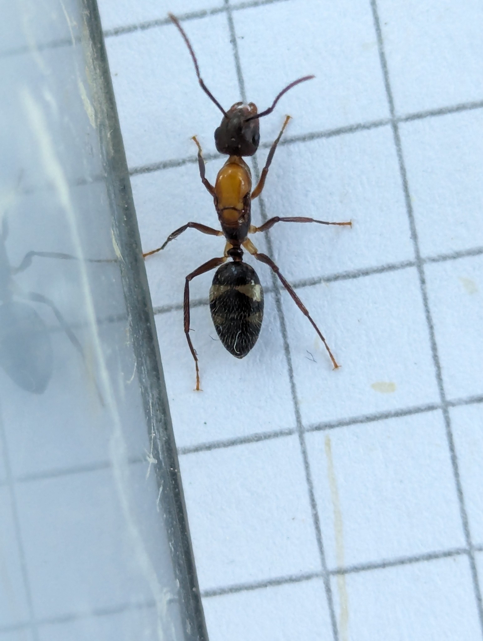 Camponotus sexguttatus