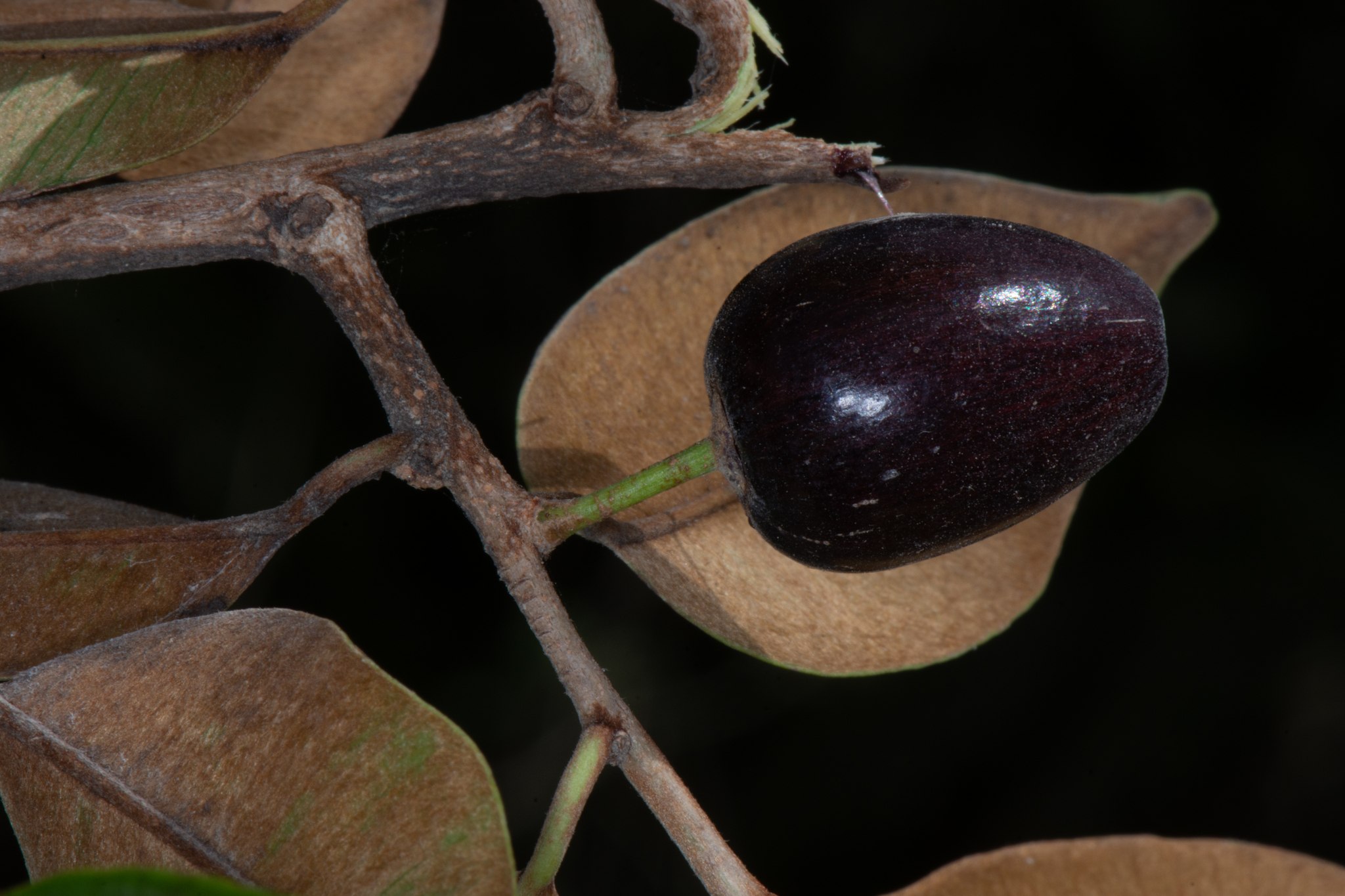 Chrysophyllum oliviforme
