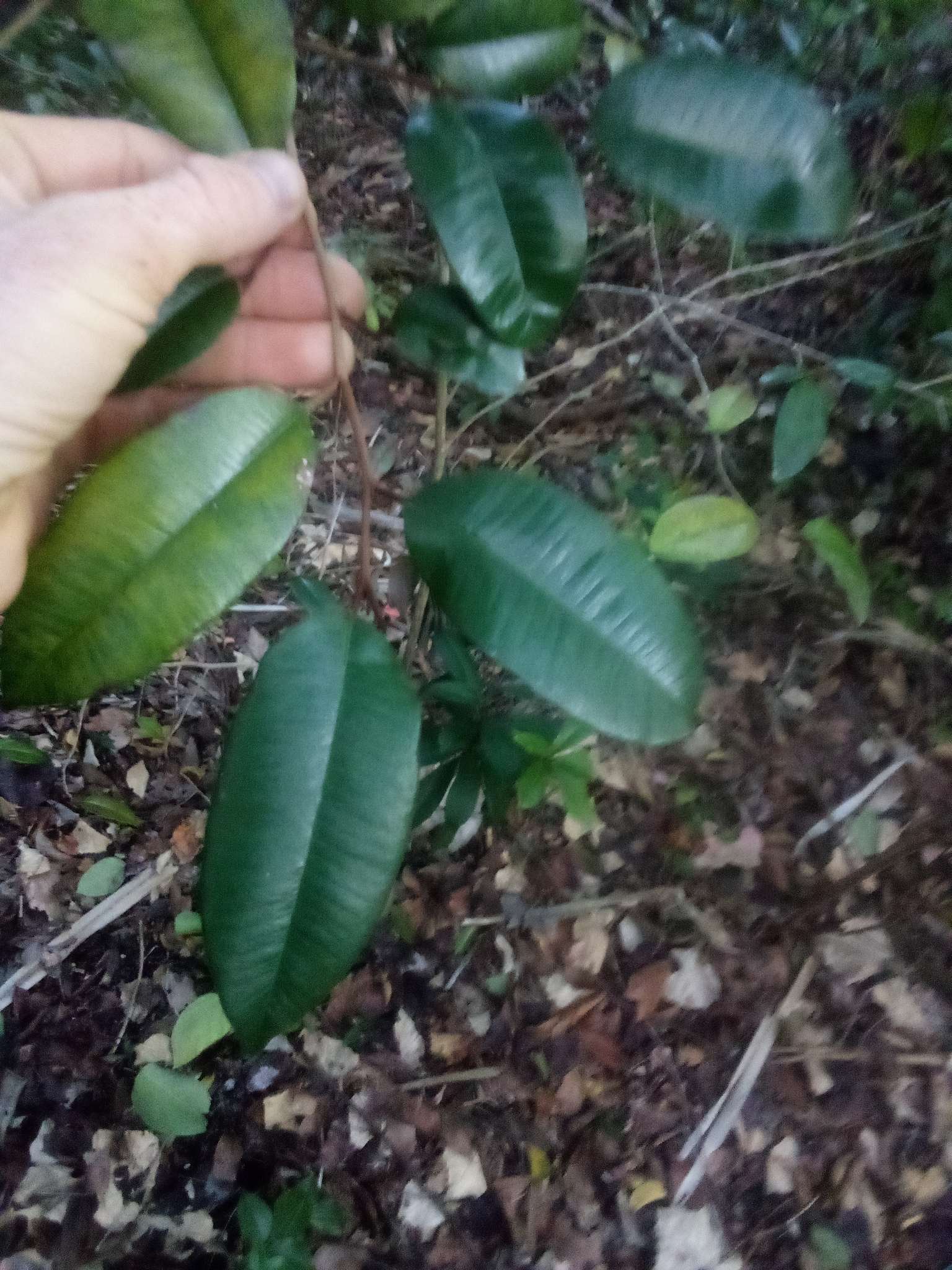 Chrysophyllum oliviforme