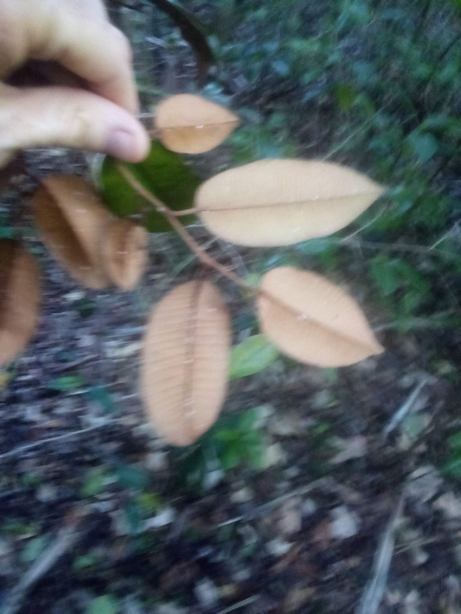 Chrysophyllum oliviforme