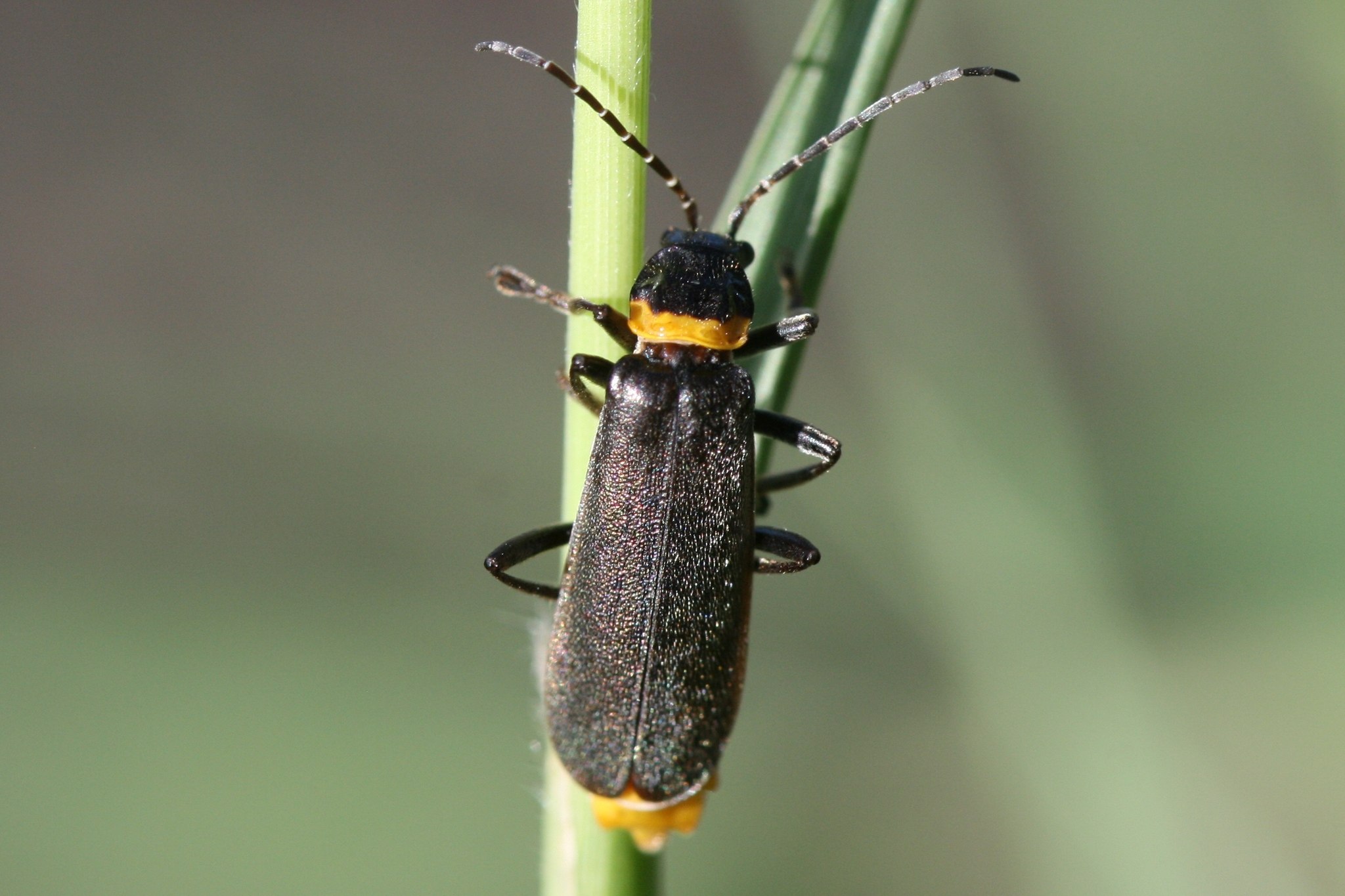 Chauliognathus lugubris