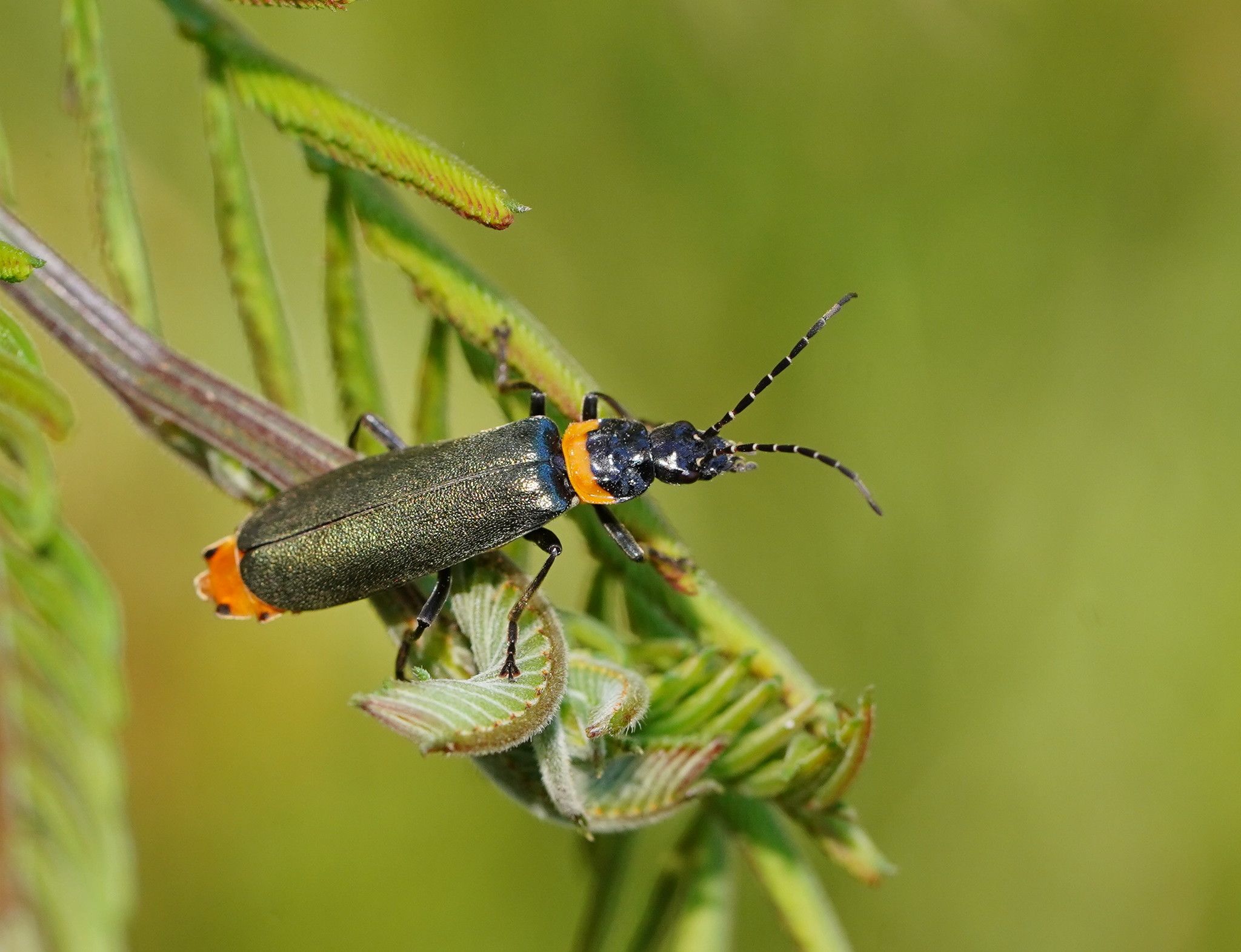 Chauliognathus lugubris
