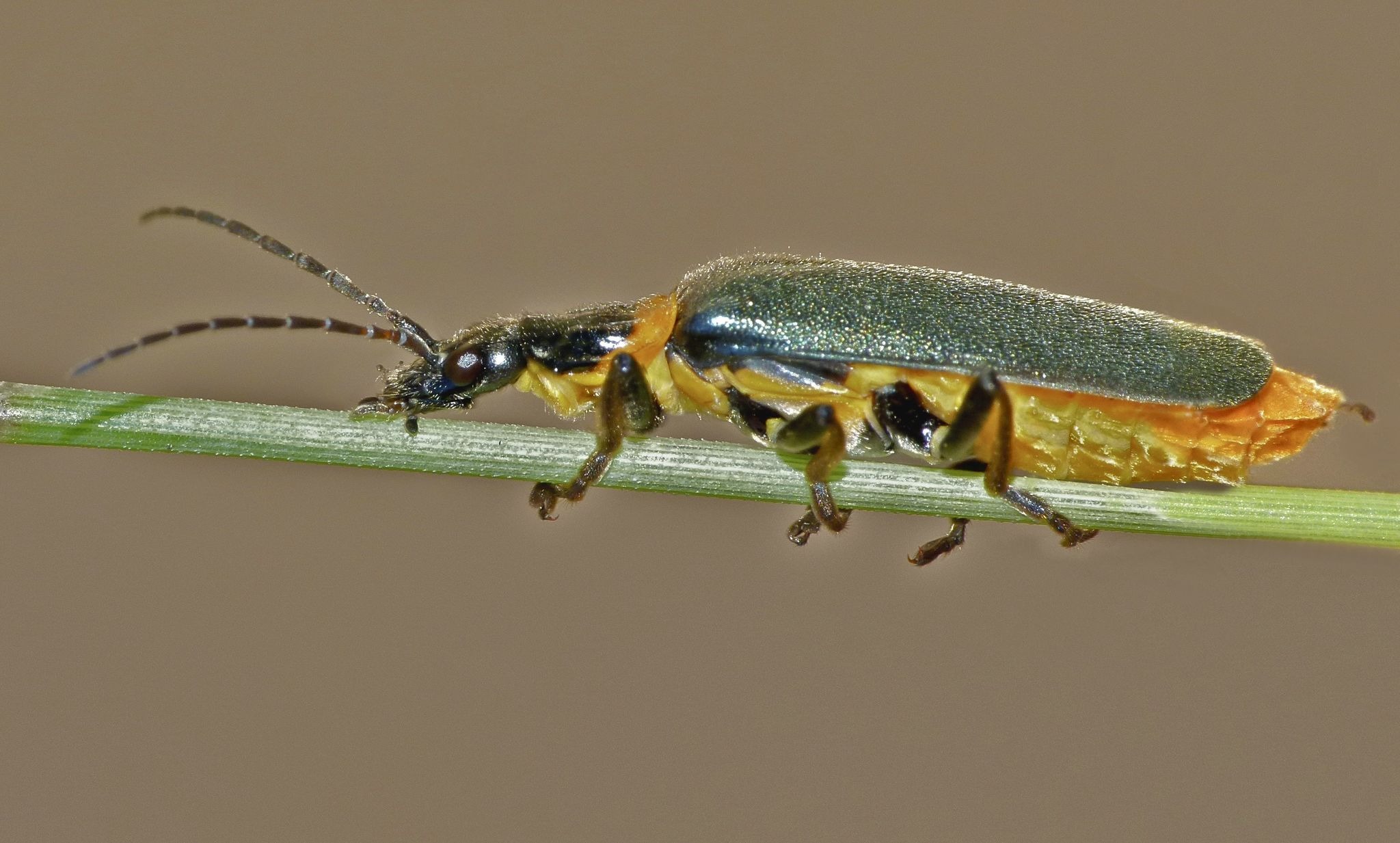 Chauliognathus lugubris