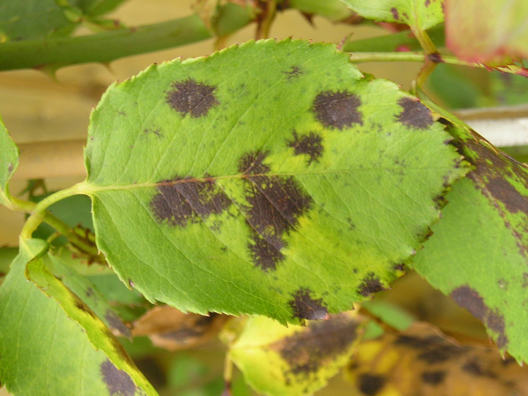 Diplocarpon rosae