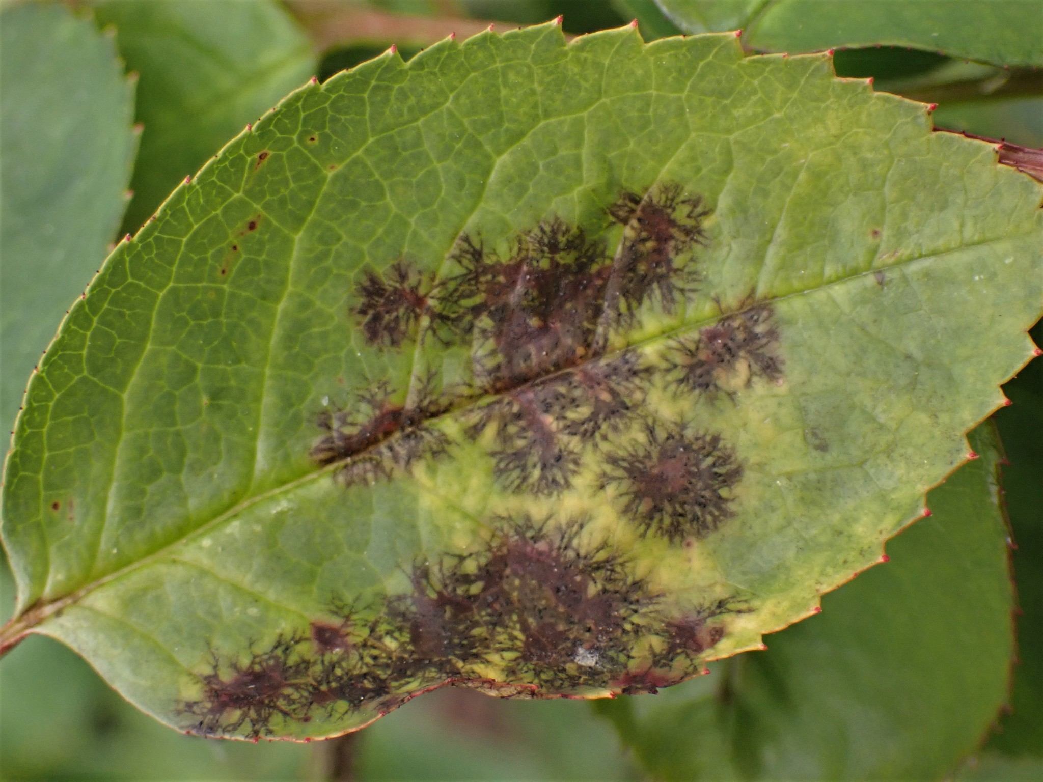 Diplocarpon rosae