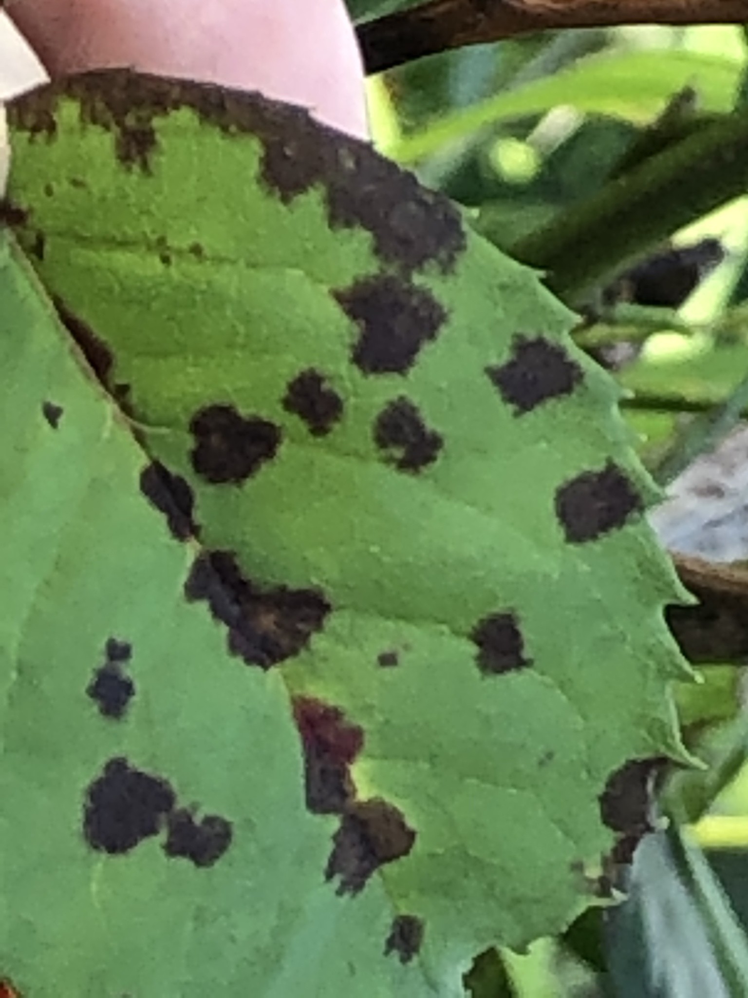 Diplocarpon rosae