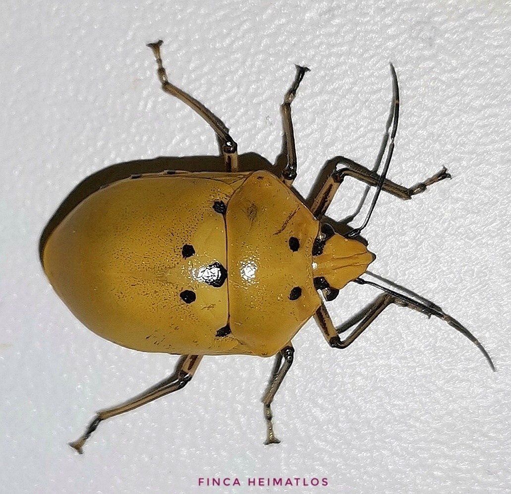 Augocoris