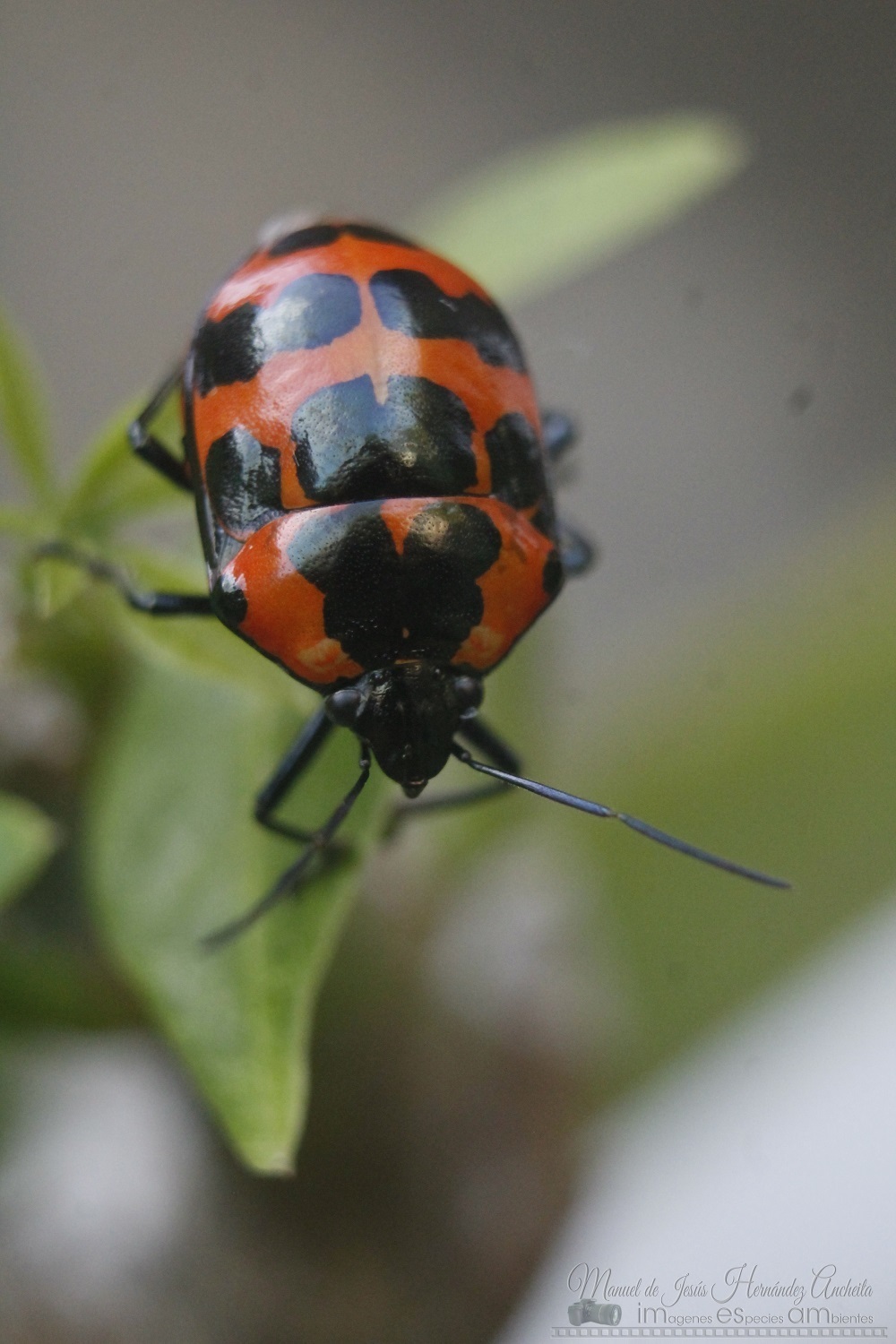 Augocoris