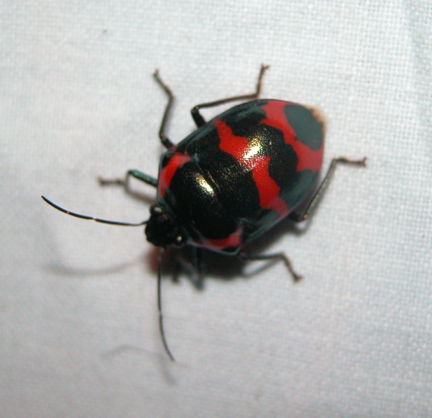 Augocoris