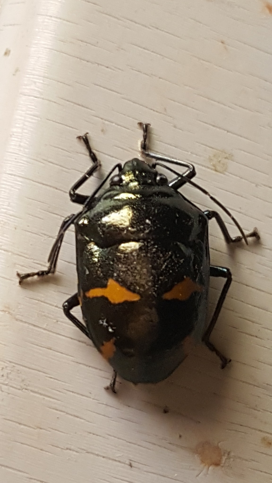 Augocoris
