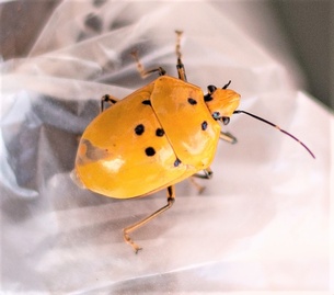 Augocoris