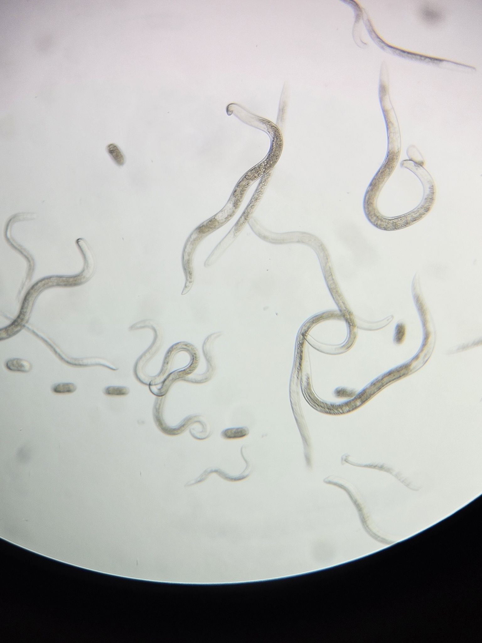 Pratylenchus vulnus
