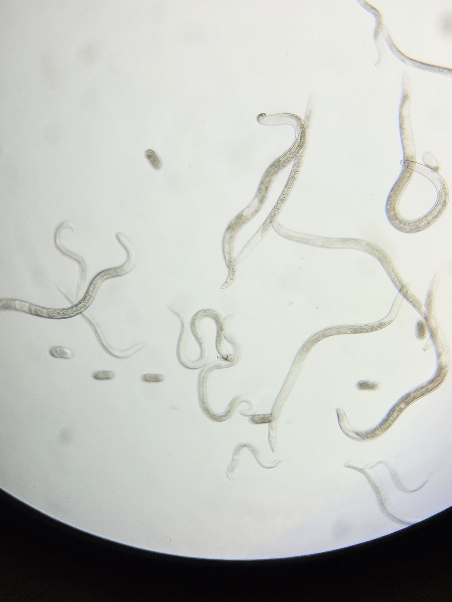 Pratylenchus vulnus