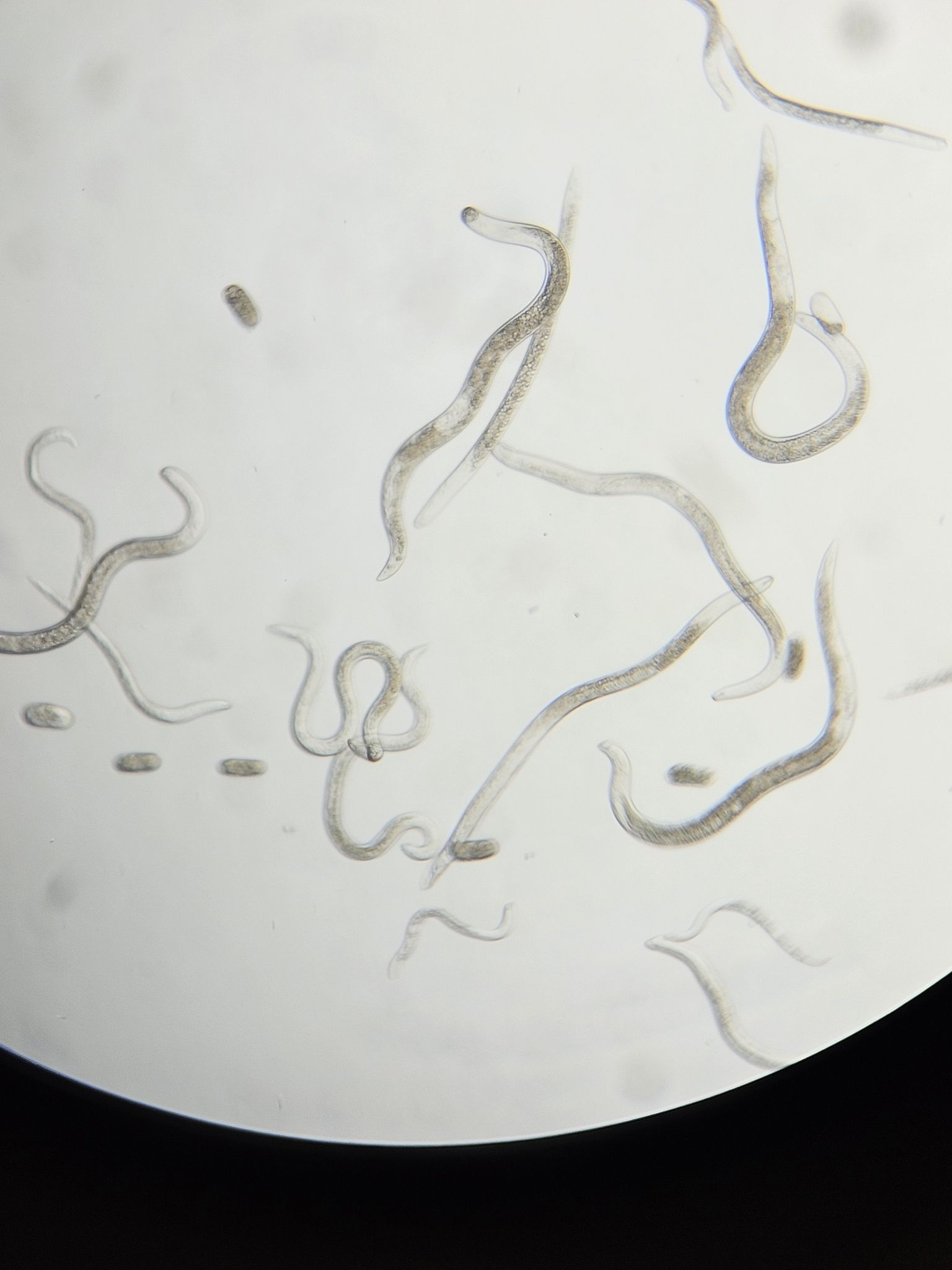 Pratylenchus vulnus