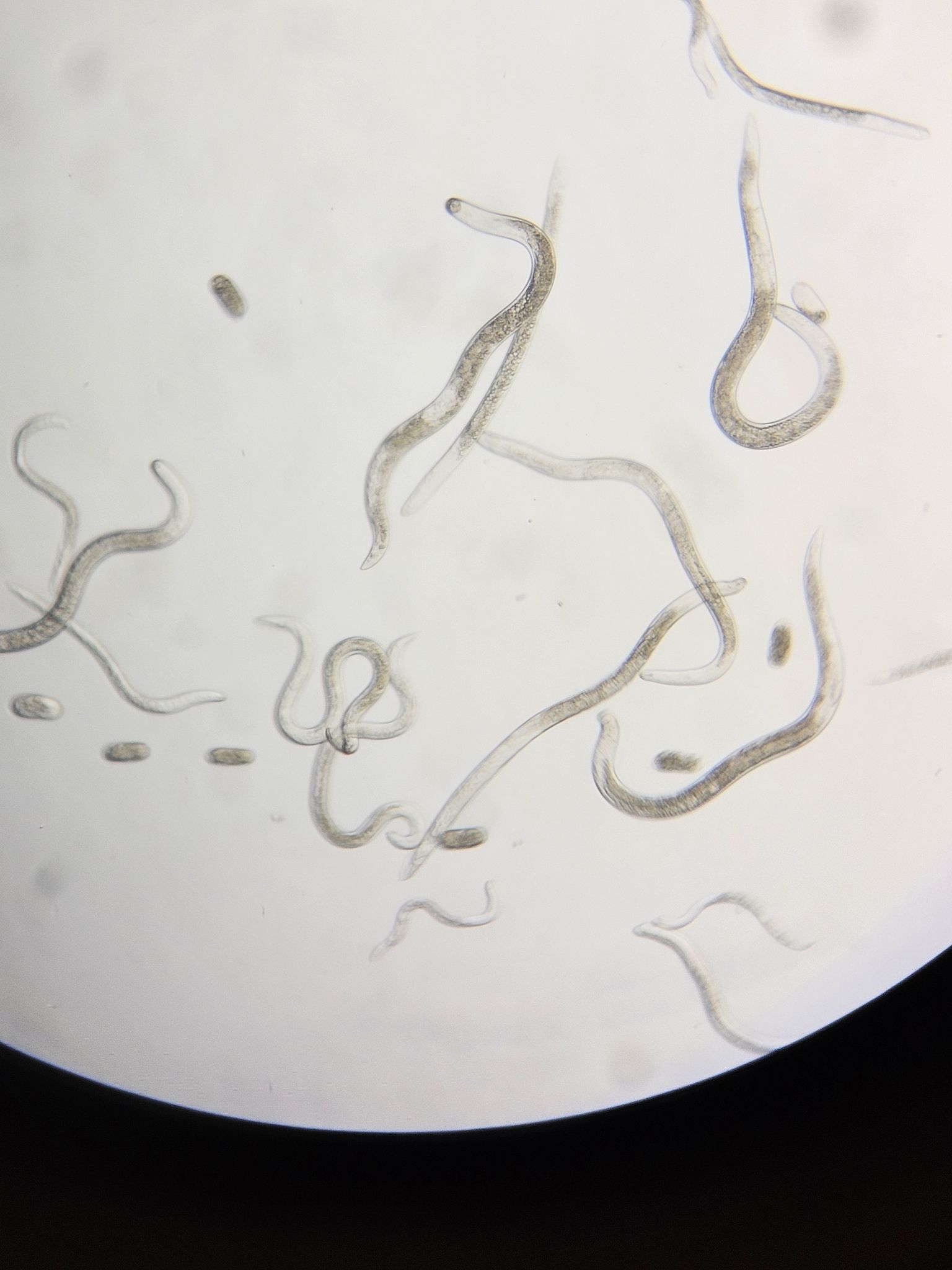 Pratylenchus vulnus