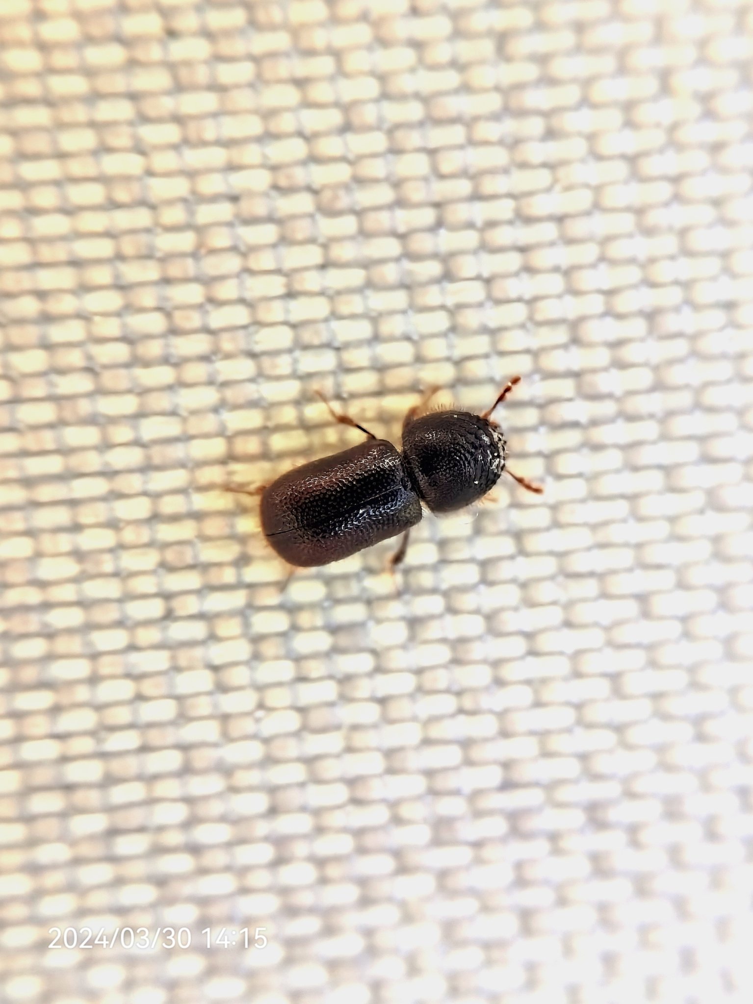 Dinoderus japonicus