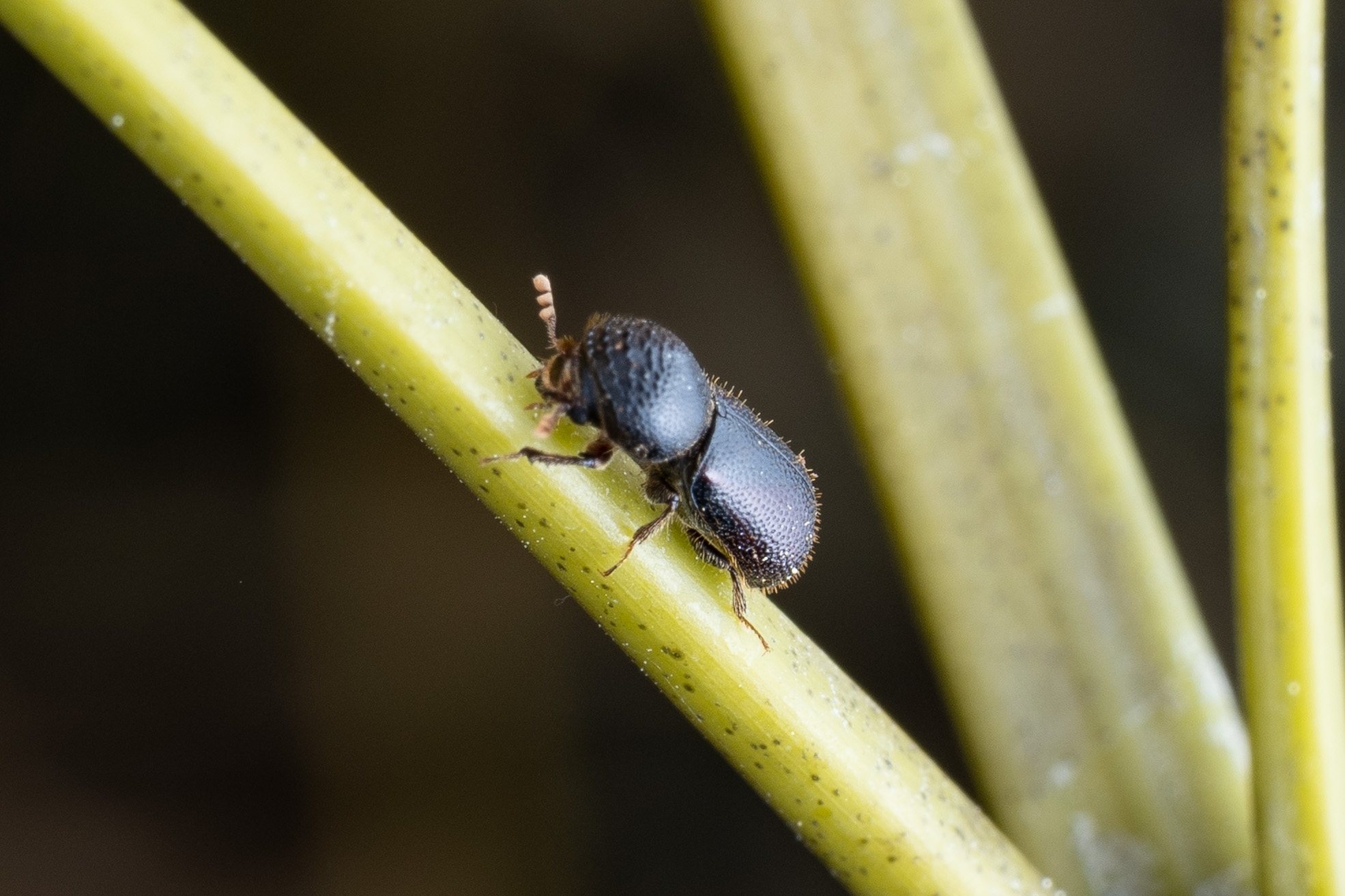 Dinoderus japonicus