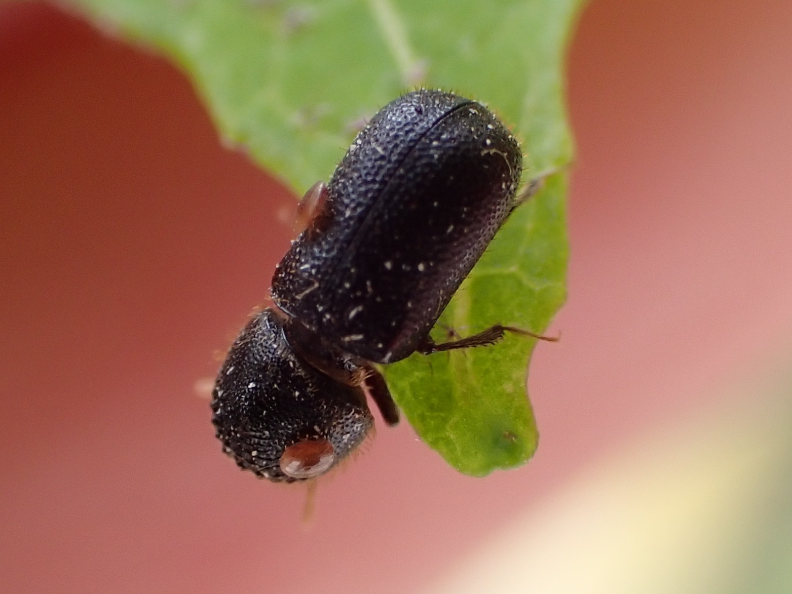 Dinoderus japonicus