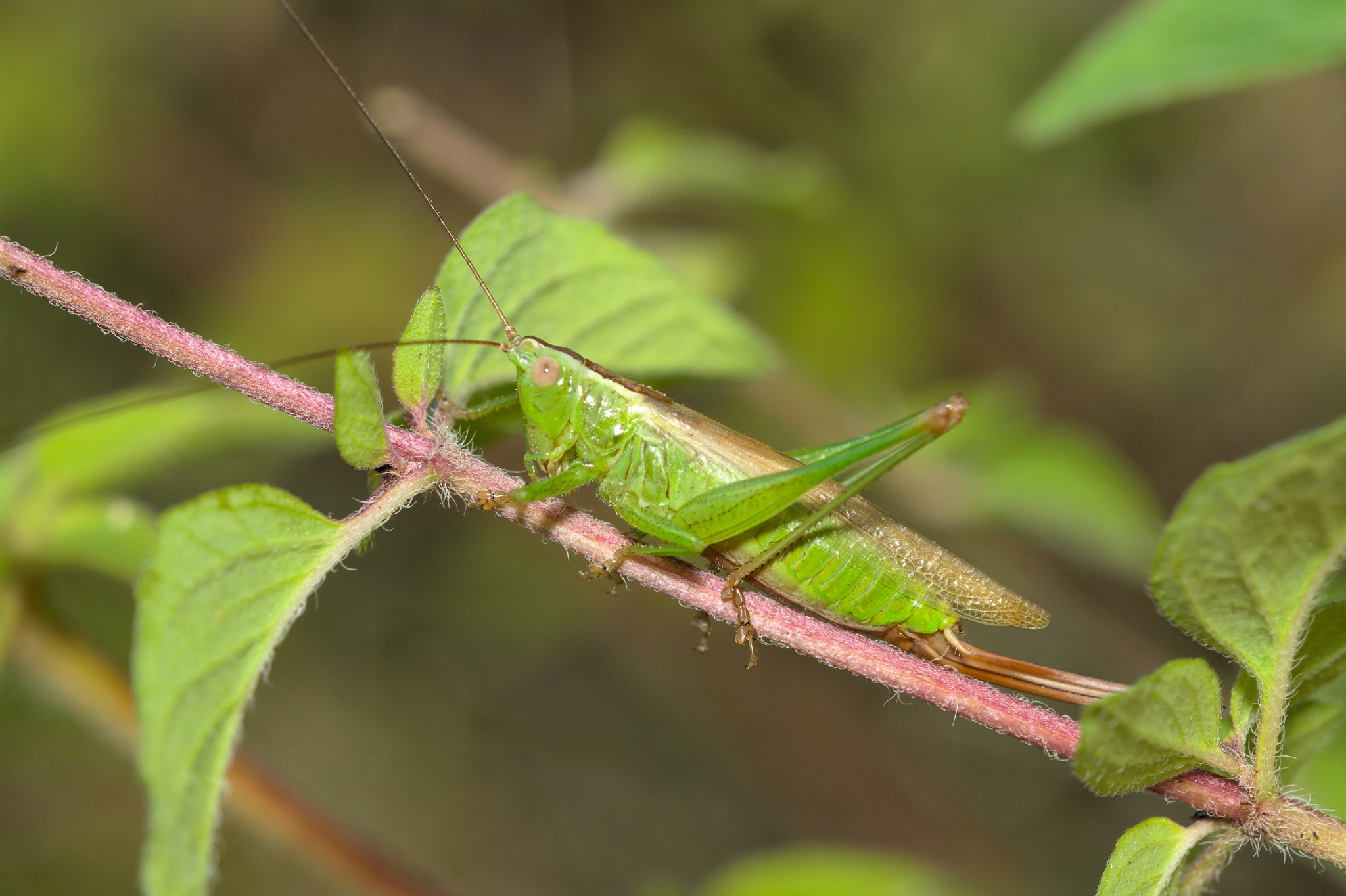 Conocephalus discolor