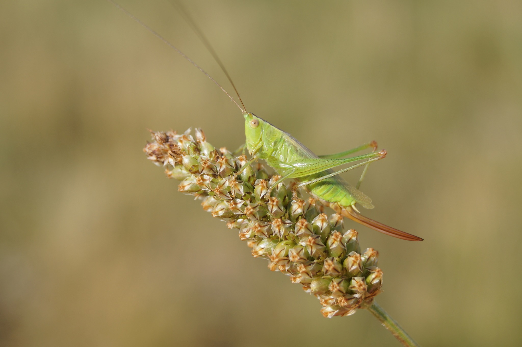 Conocephalus discolor