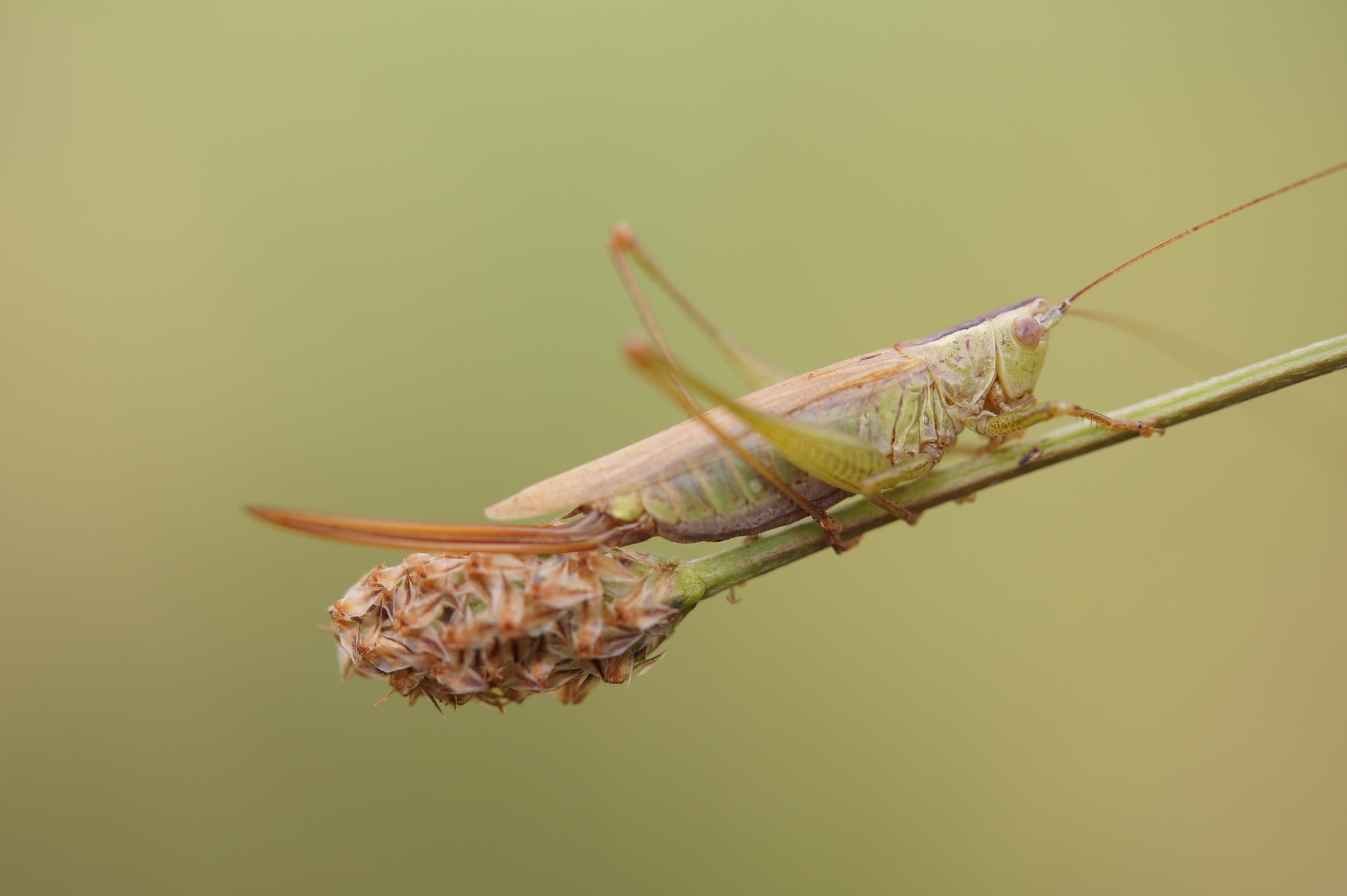 Conocephalus discolor