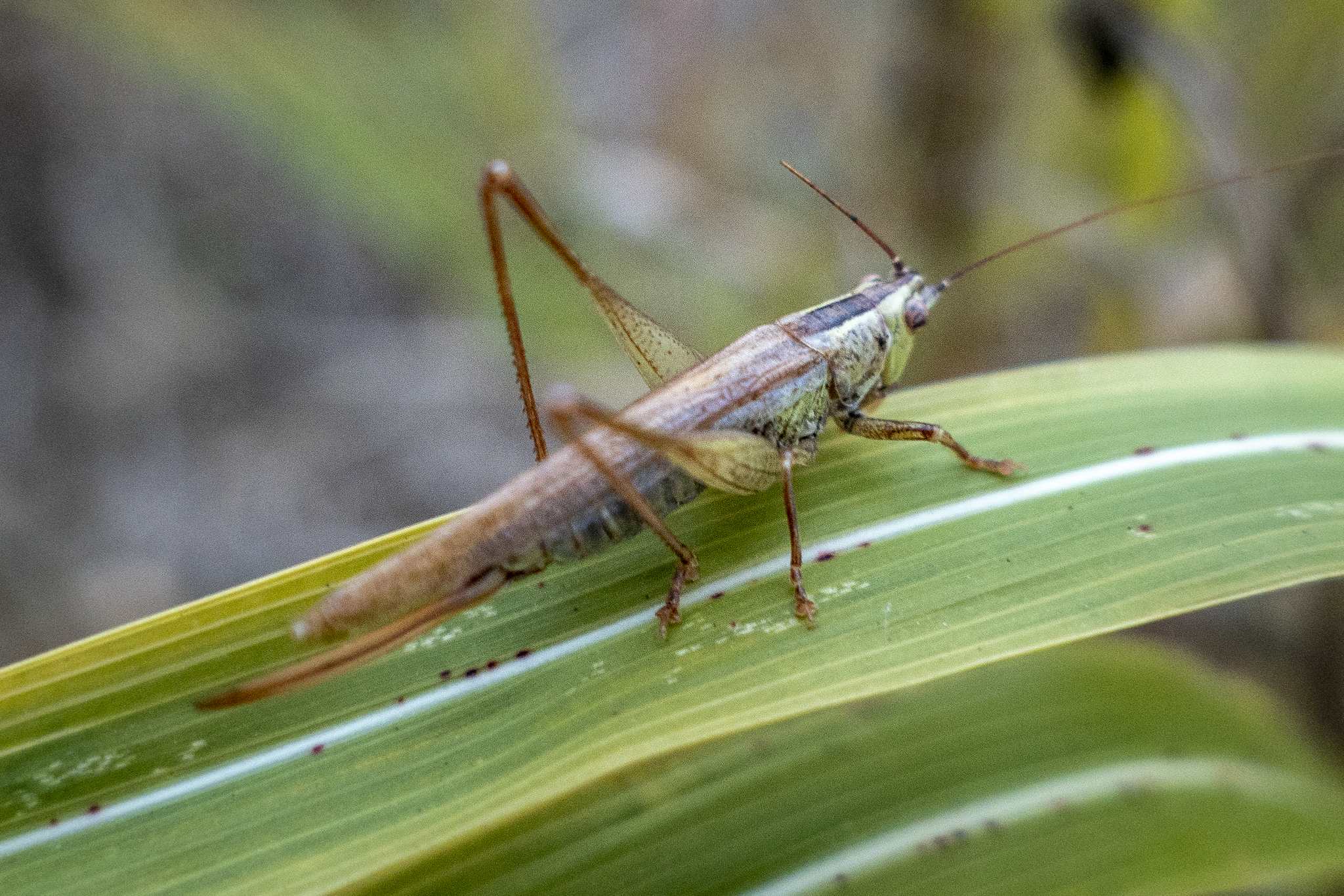 Conocephalus discolor
